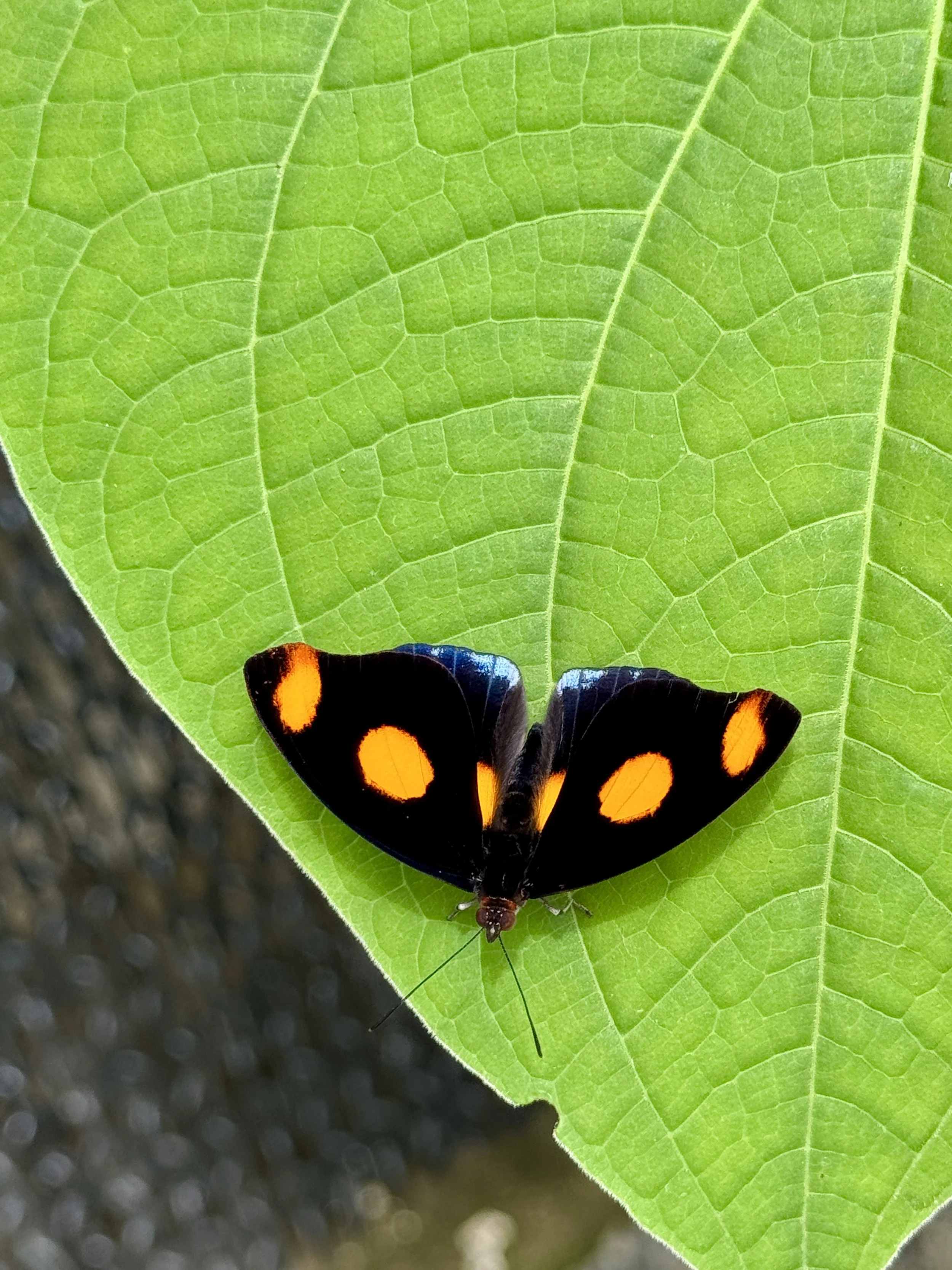 Black butterfly with bright orange spots perched on a green leaf.