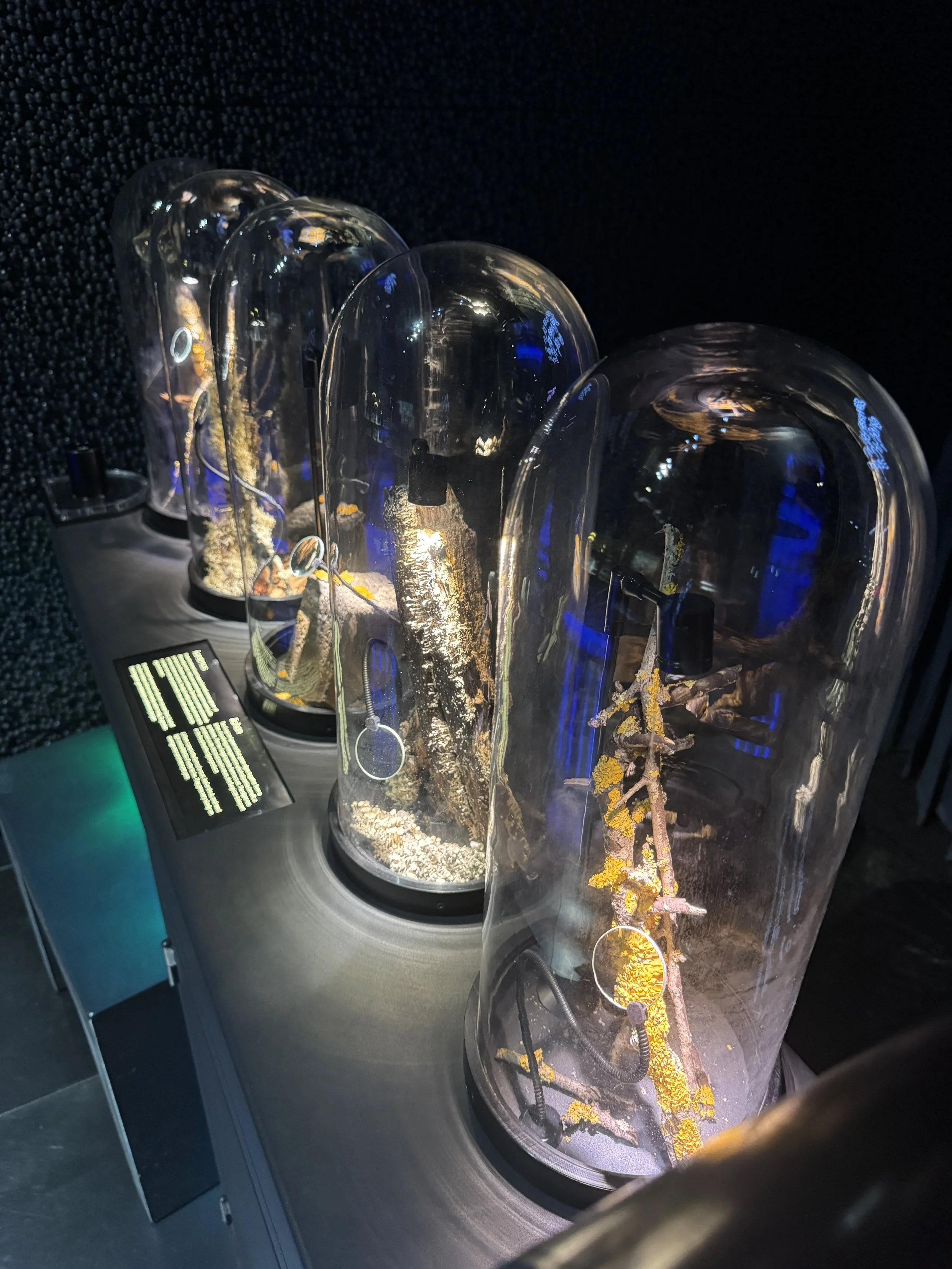 Biological specimens displayed under glass domes at Micropia museum in Amsterdam