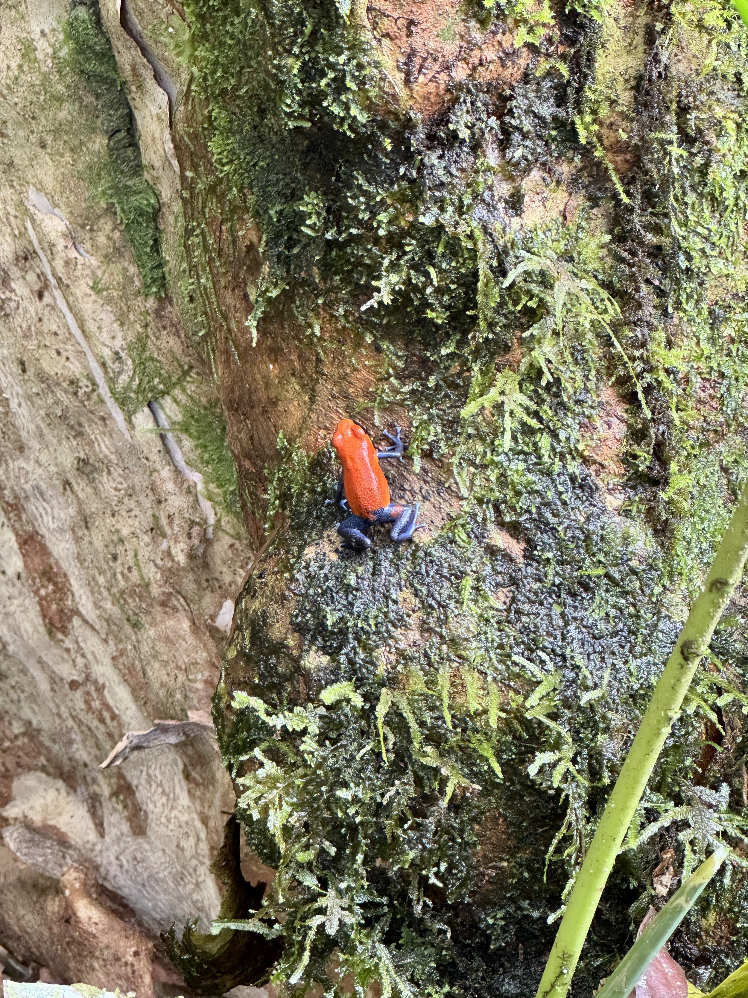 Tree trunk covered in moss and lichen with a small bright red frog on the bark.