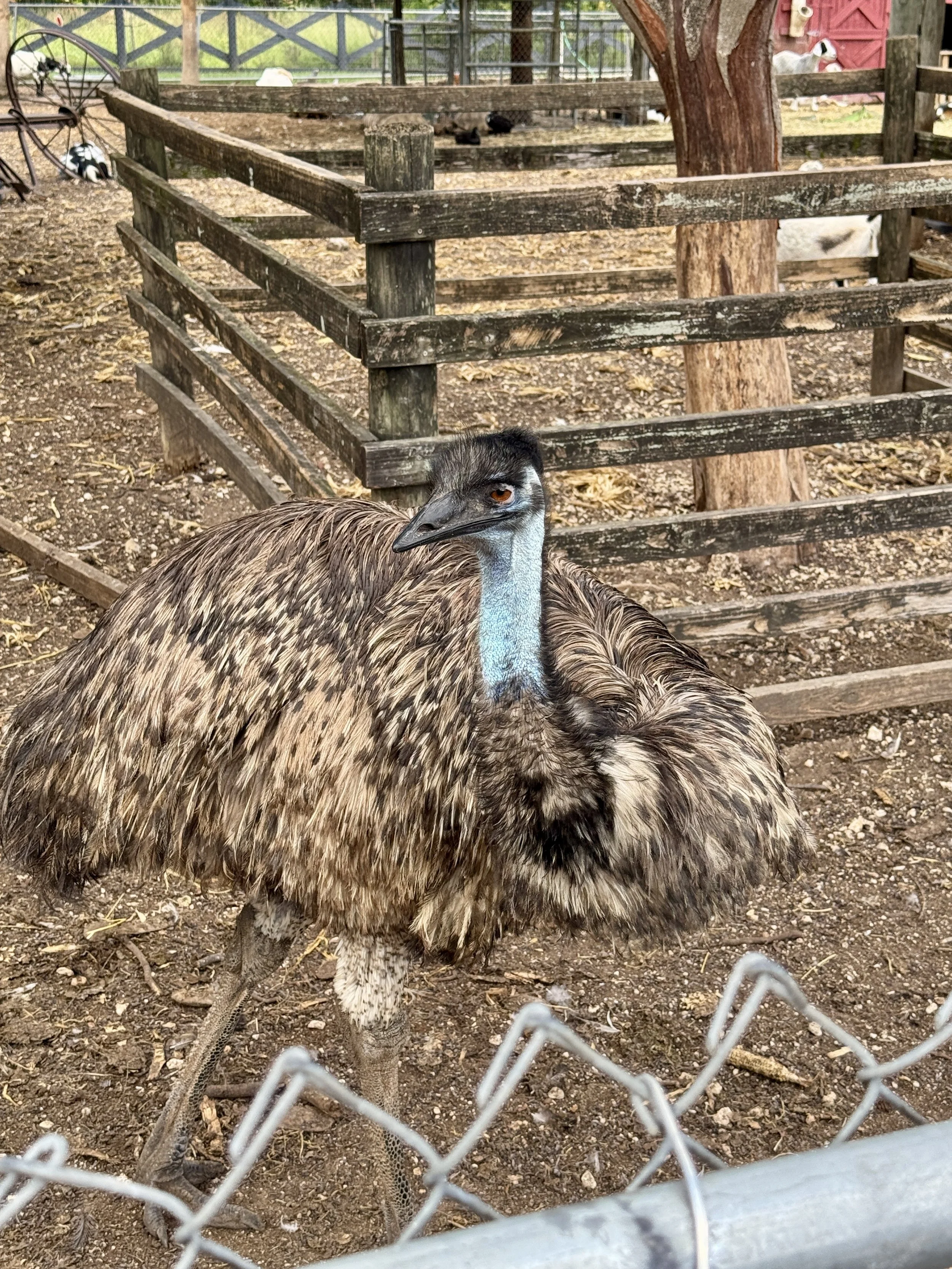 Emu standing behind a fence at Robert is Here Fruit Stand in Homestead Florida