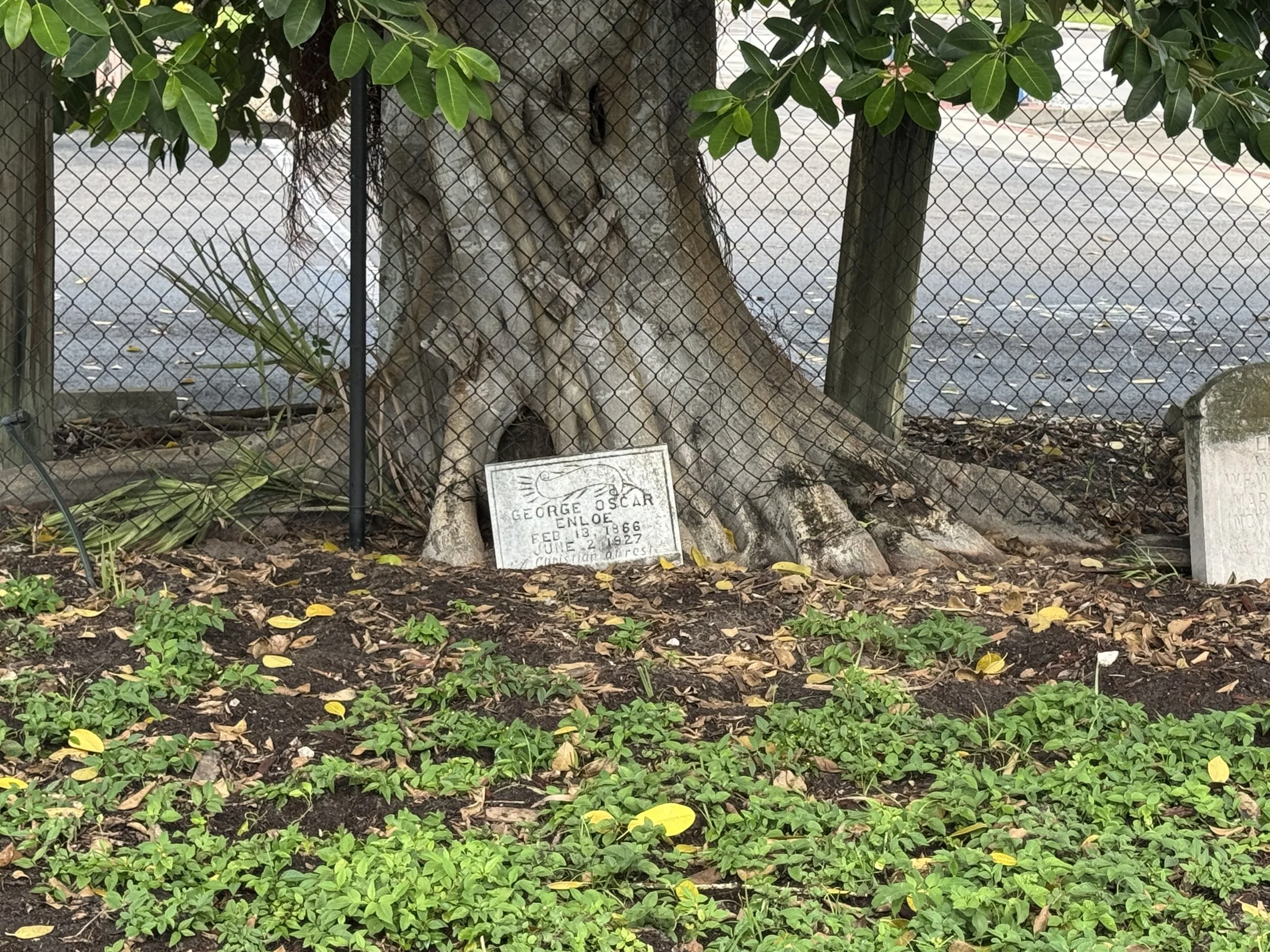 Weathered gravestones beneath a large tree at a hidden historic cemetery discovered in a parking lot median.