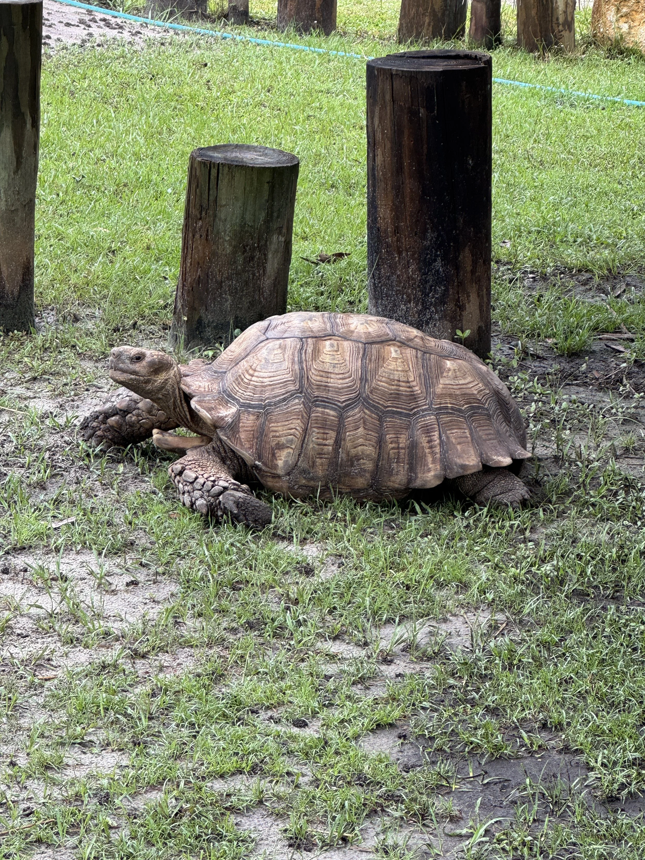 Glass-covered underground vault discovered during renovations at Capone’s restaurant in downtown Fort Myers.