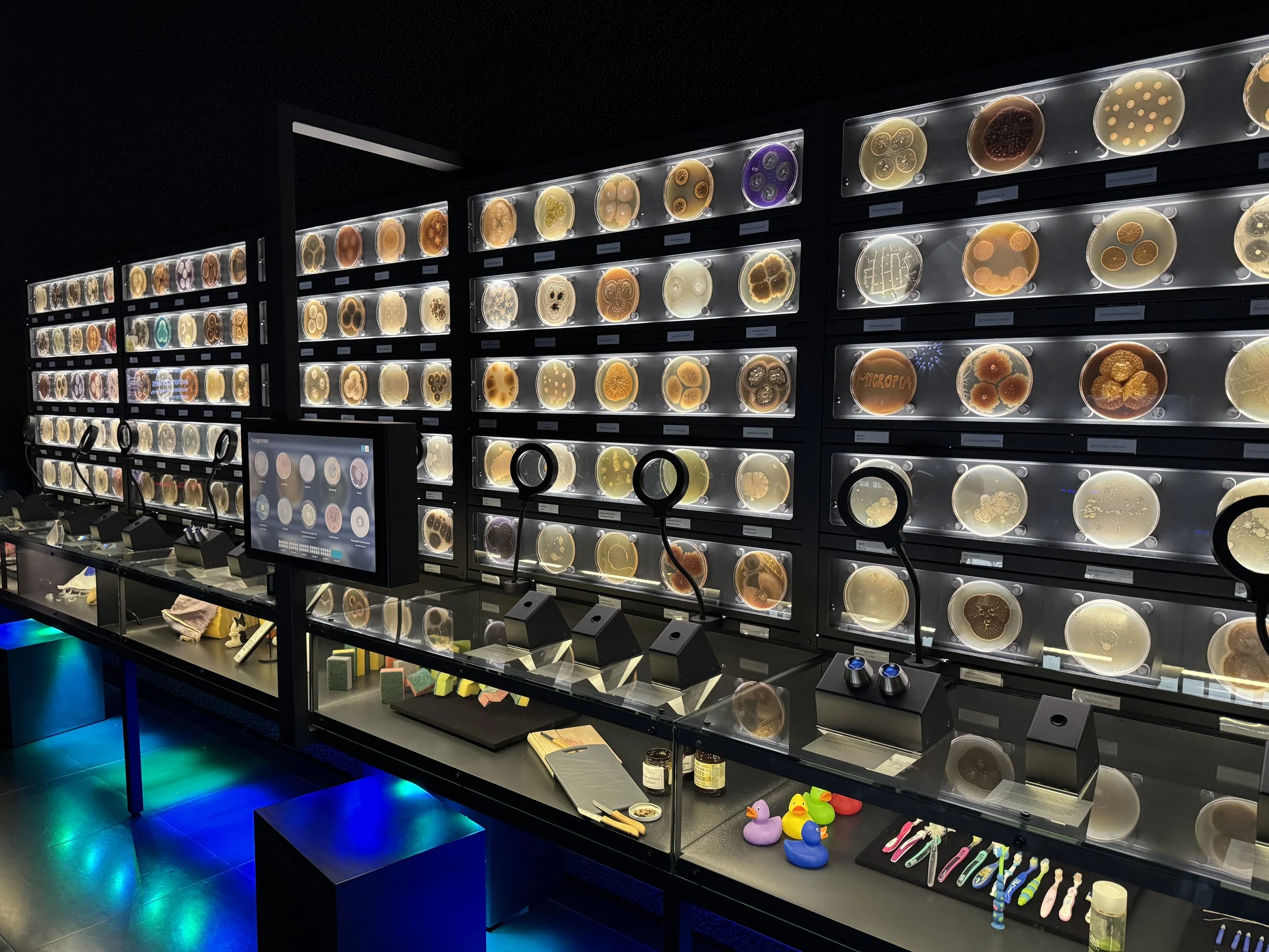 Wall of petri dishes showcasing bacteria and microorganisms at Micropia museum in Amsterdam