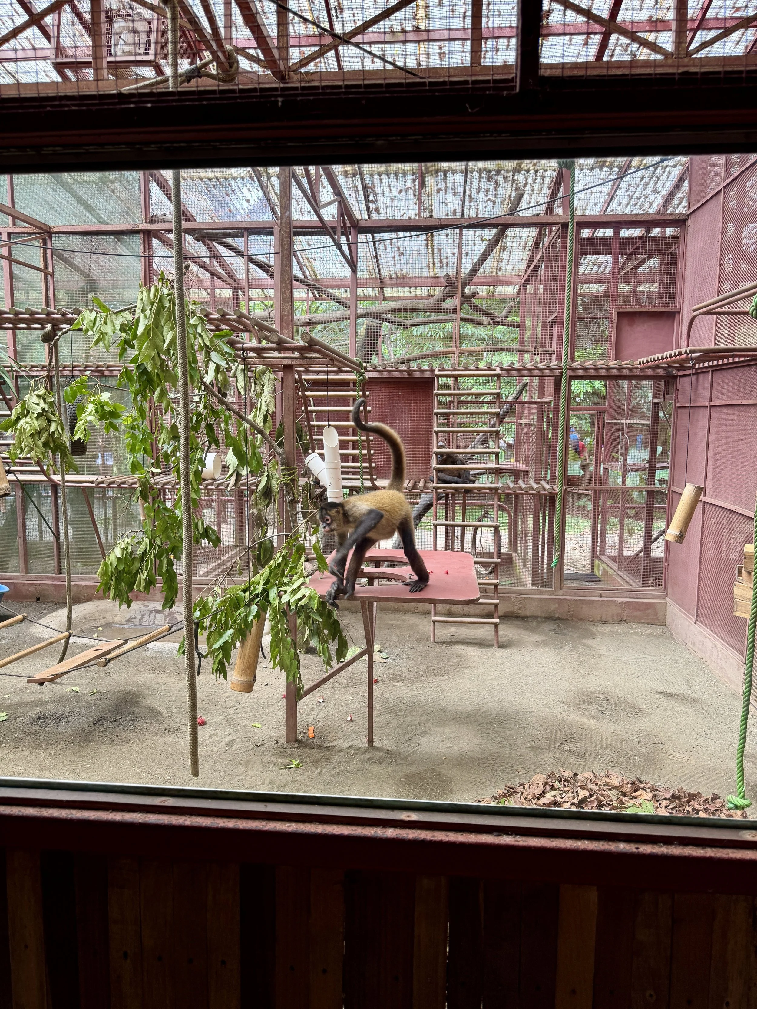 Rescued monkey inside a large enclosed habitat at the Jaguar Rescue Center.