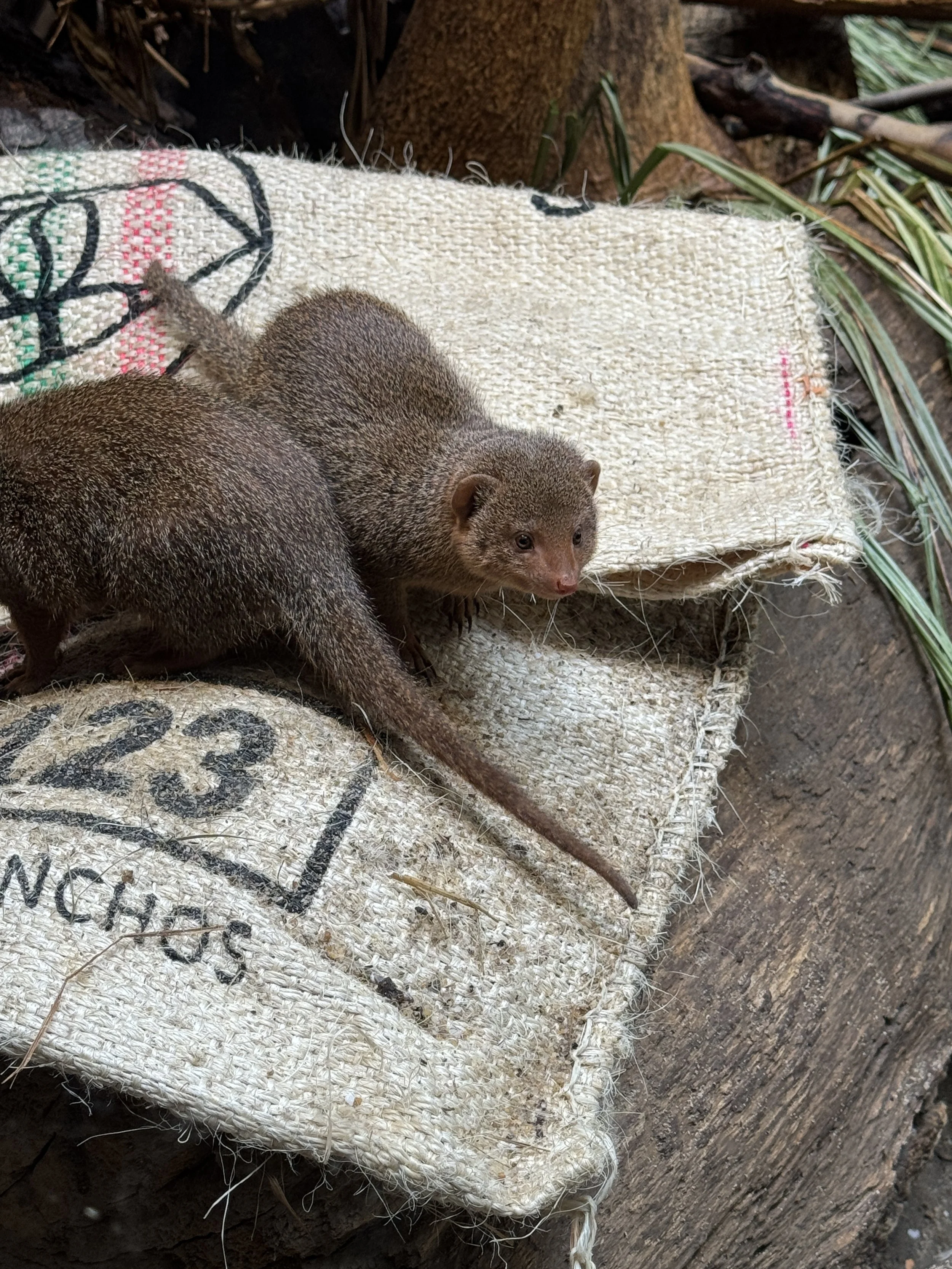 Two small mammals resting on a platform inside an enclosure at ARTIS Zoo in Amsterdam