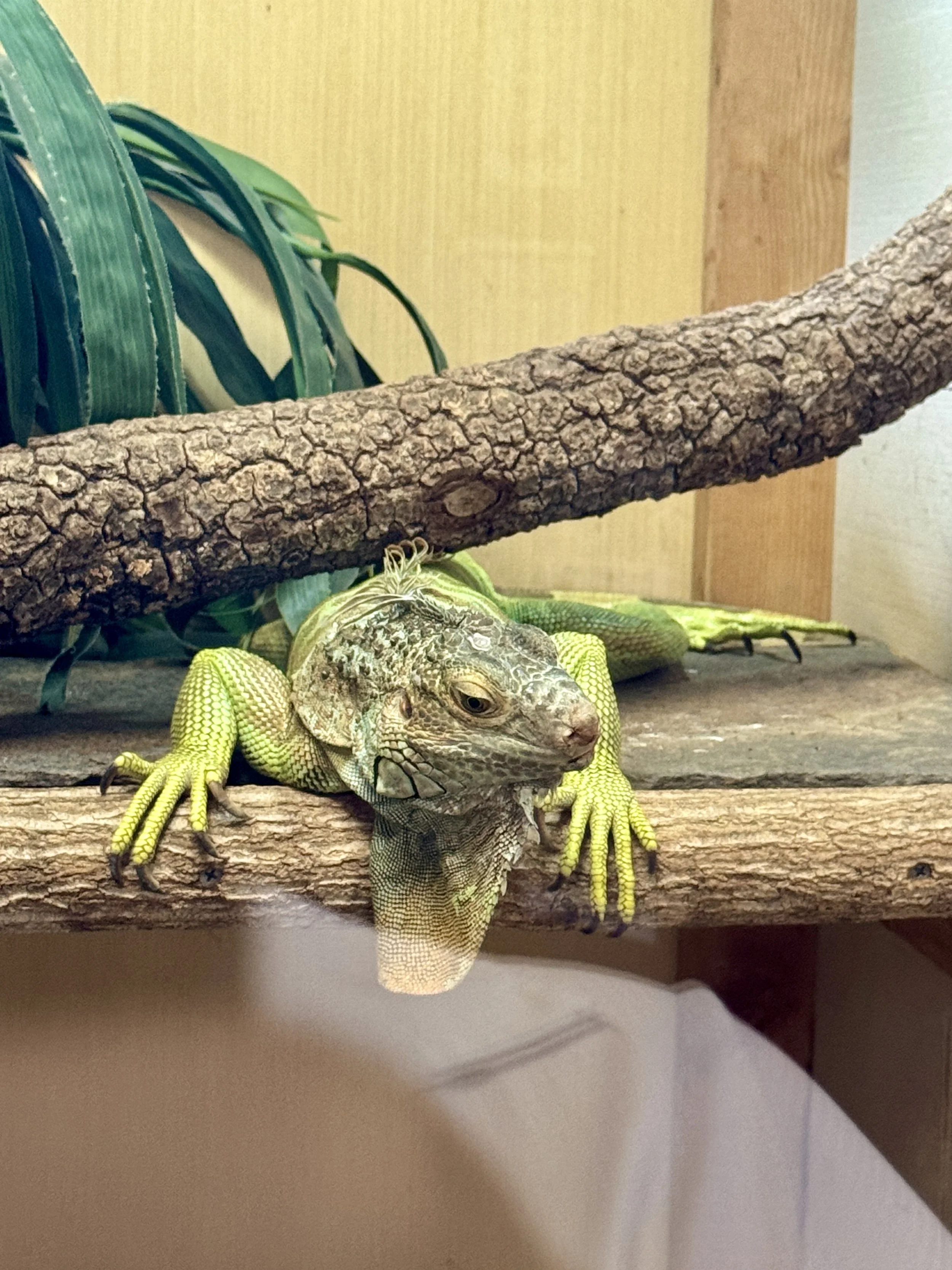 Green Iguana resting on a branch inside Calusa Nature Center in Fort Myers Florida