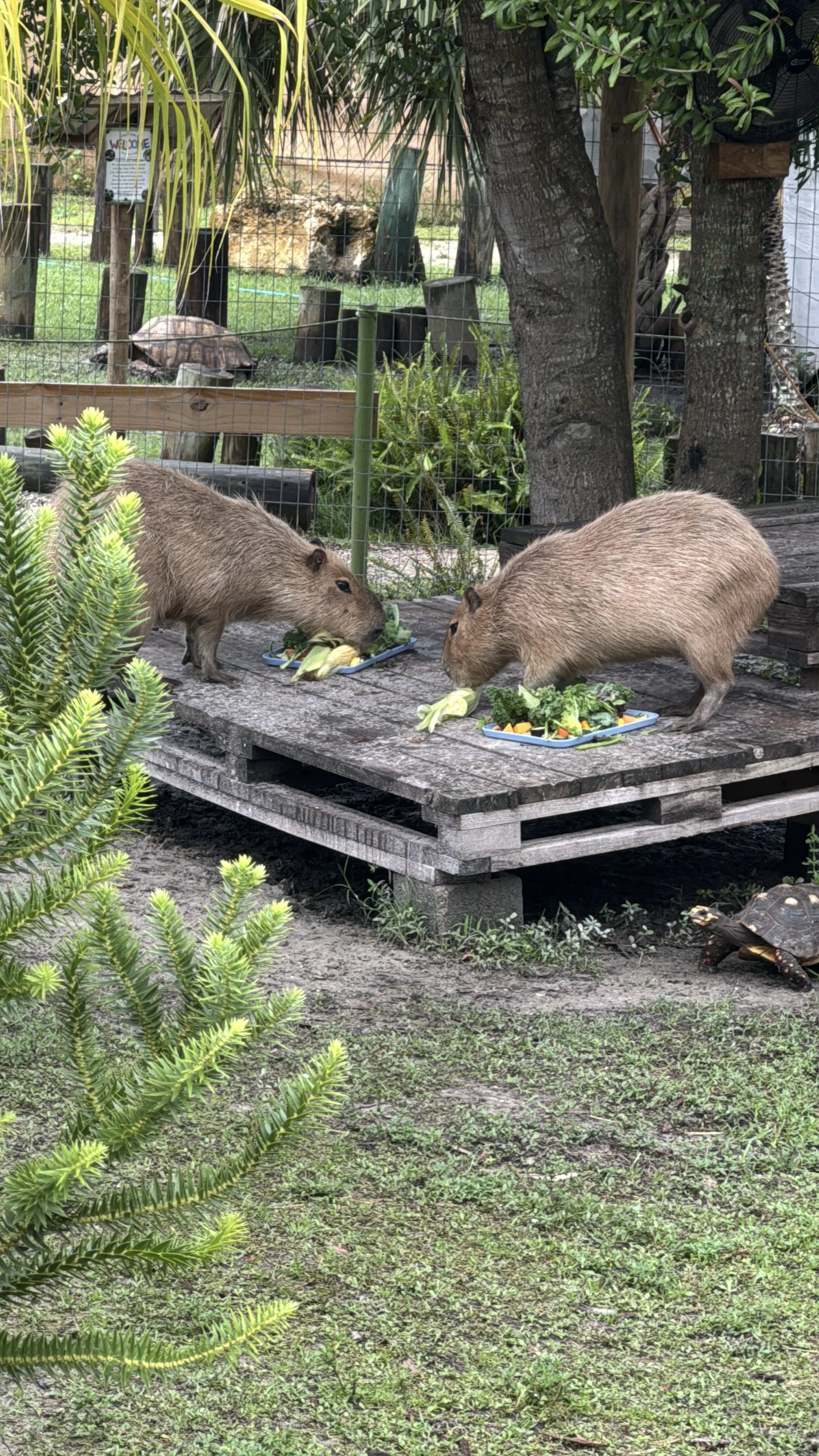 Capybaras eating vegetables together at Jungle Dora’s wildlife park.