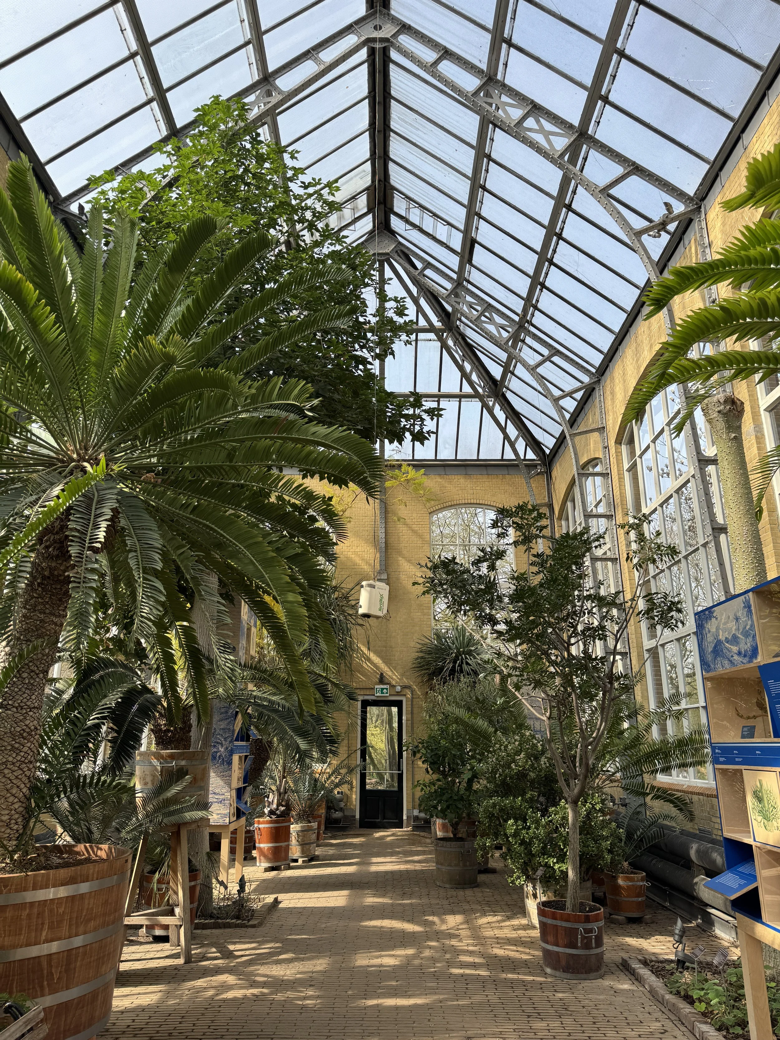Lush tropical greenhouse interior with tall plants and glass ceiling at Hortus Botanicus Amsterdam