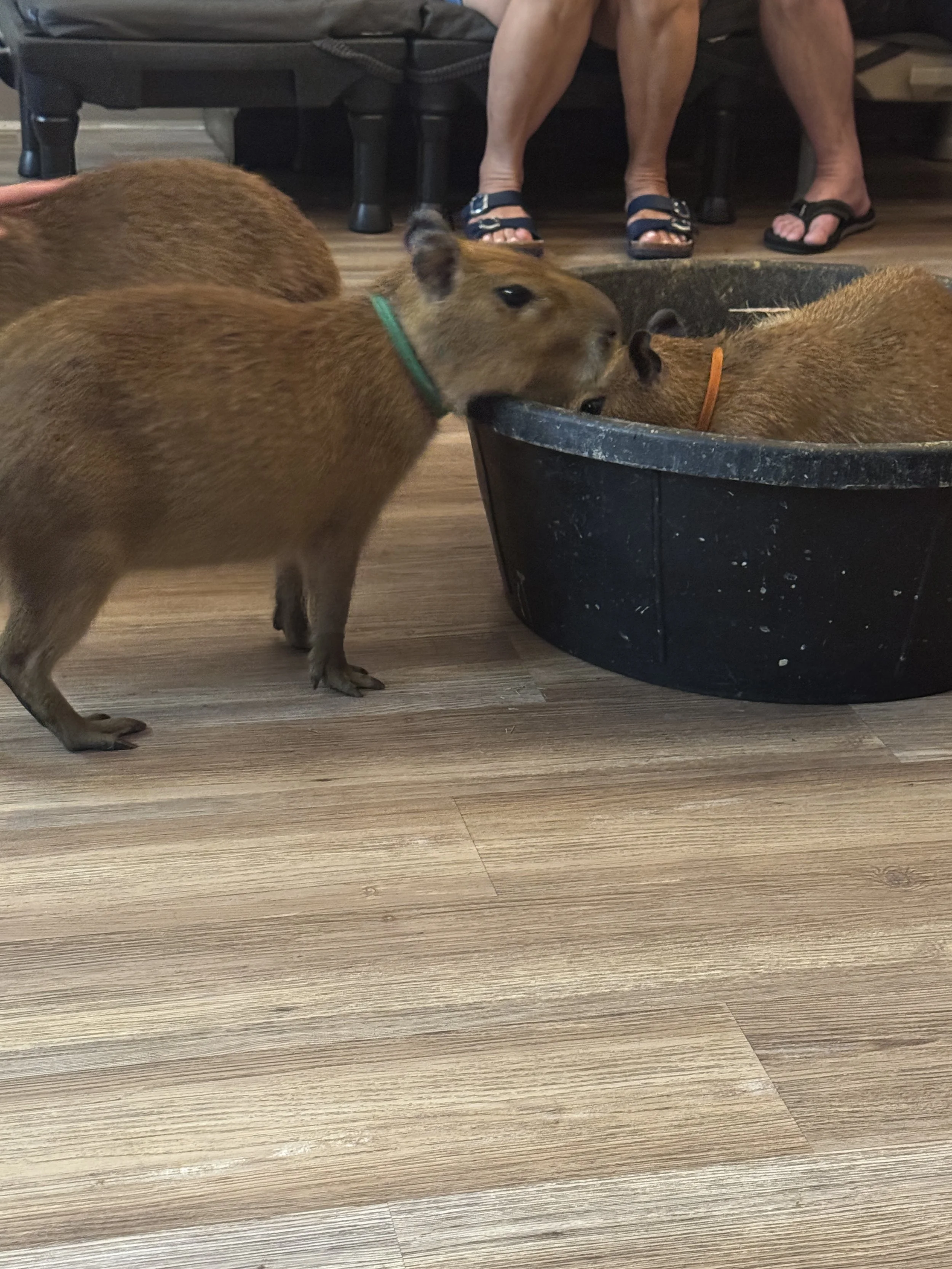 Young capybaras eating kale during an animal encounter at Capybara Café in St. Augustine Florida.
