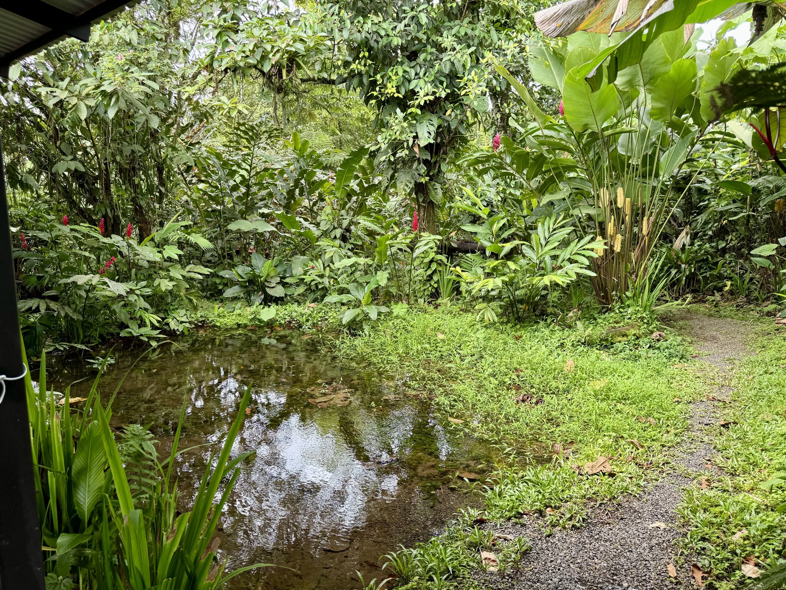 Small pond surrounded by dense tropical plants and walking path at La Finquita.
