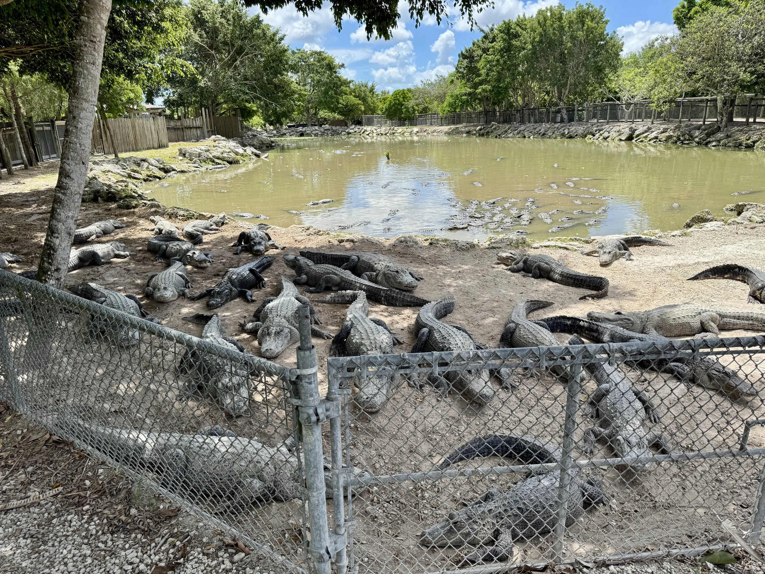dozens of alligators gathered around a murky pond behind a chain link fence