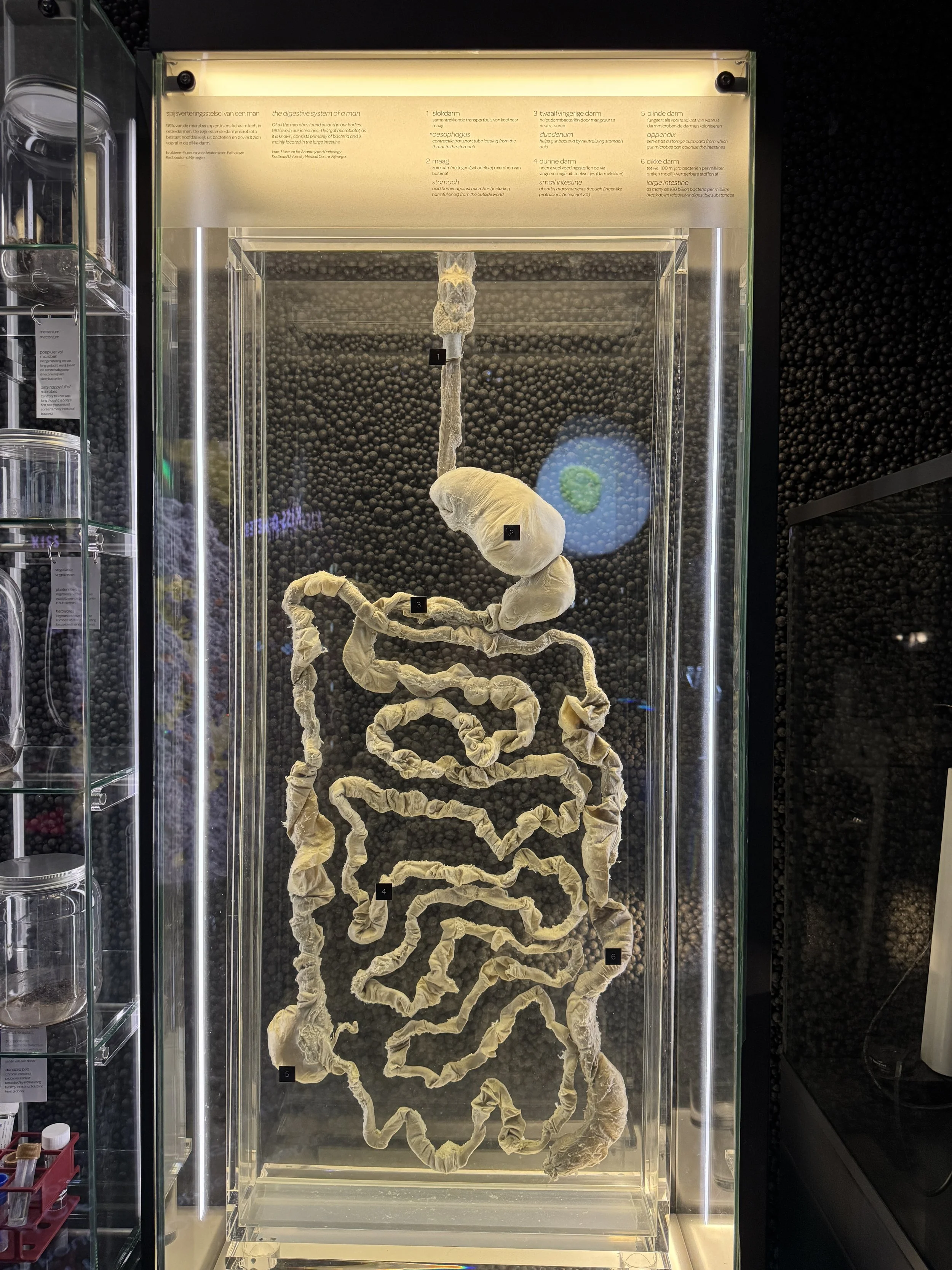 Illuminated human body exhibit demonstrating microbes inside the body at Micropia Amsterdam