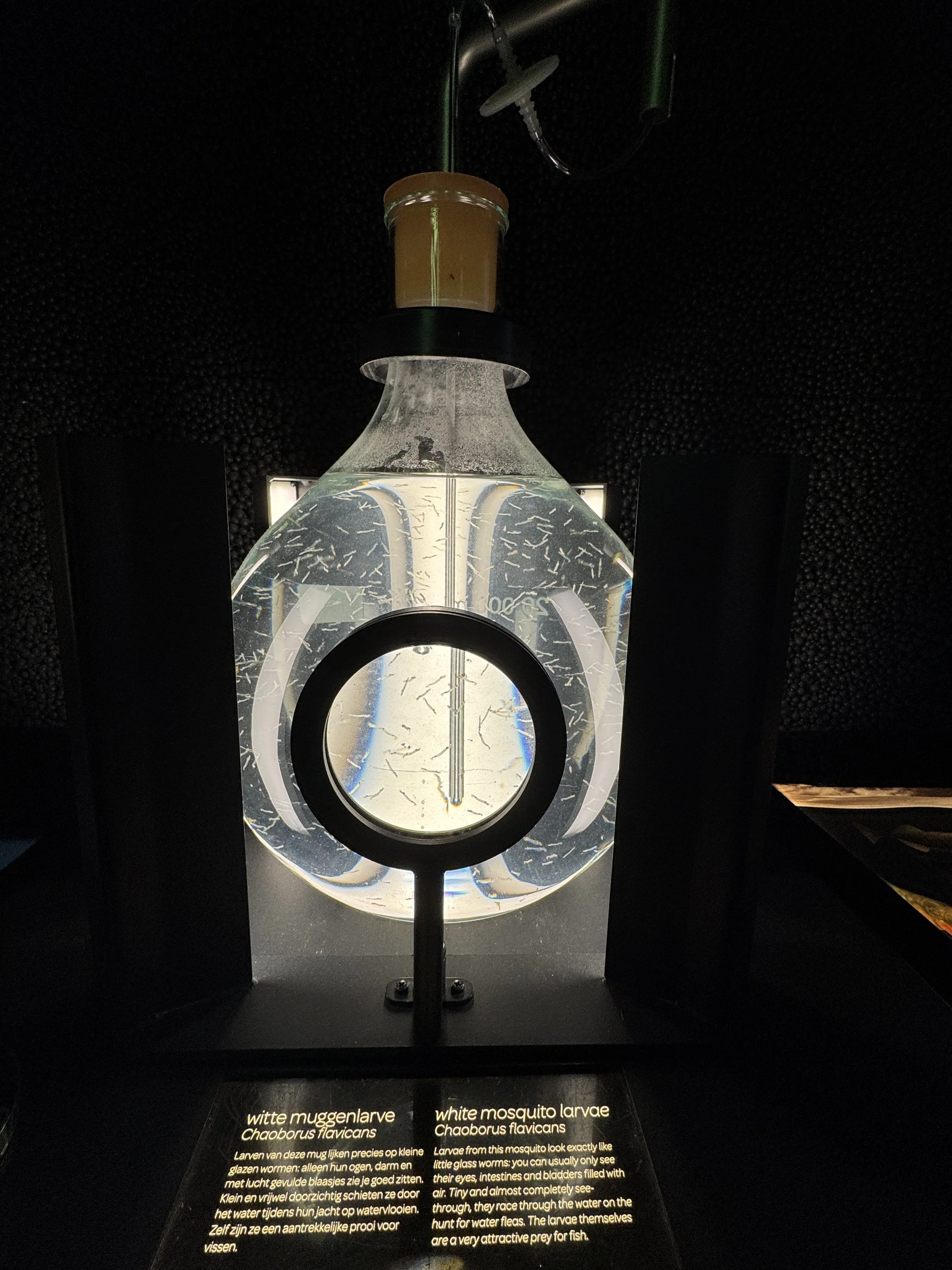 Interactive microscope display showing microbes at Micropia museum in Amsterdam