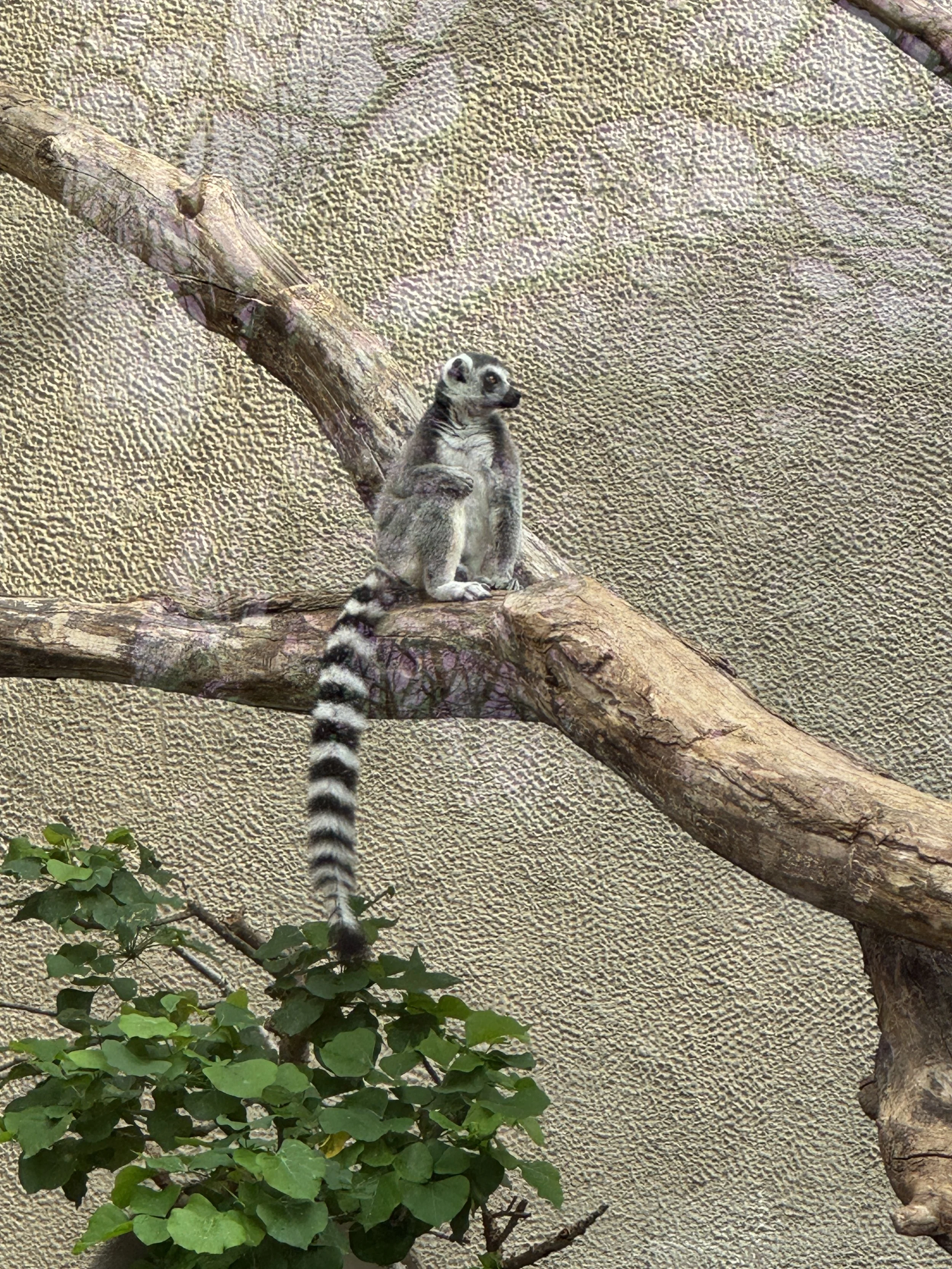 Ring-tailed lemur perched on a tree branch at ARTIS Zoo in Amsterdam