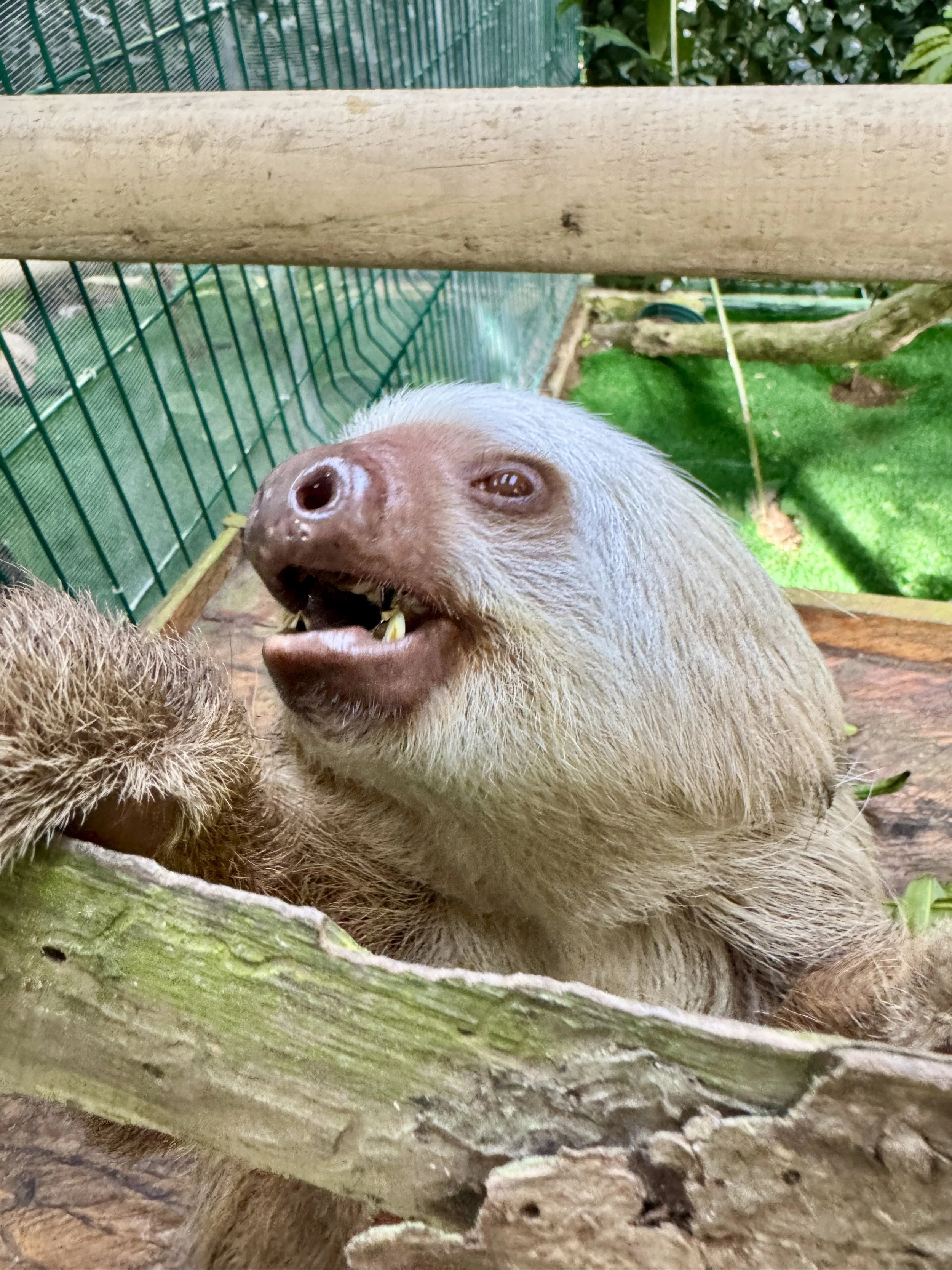 Sloth looking up with mouth slightly open while perched on a wooden beam.