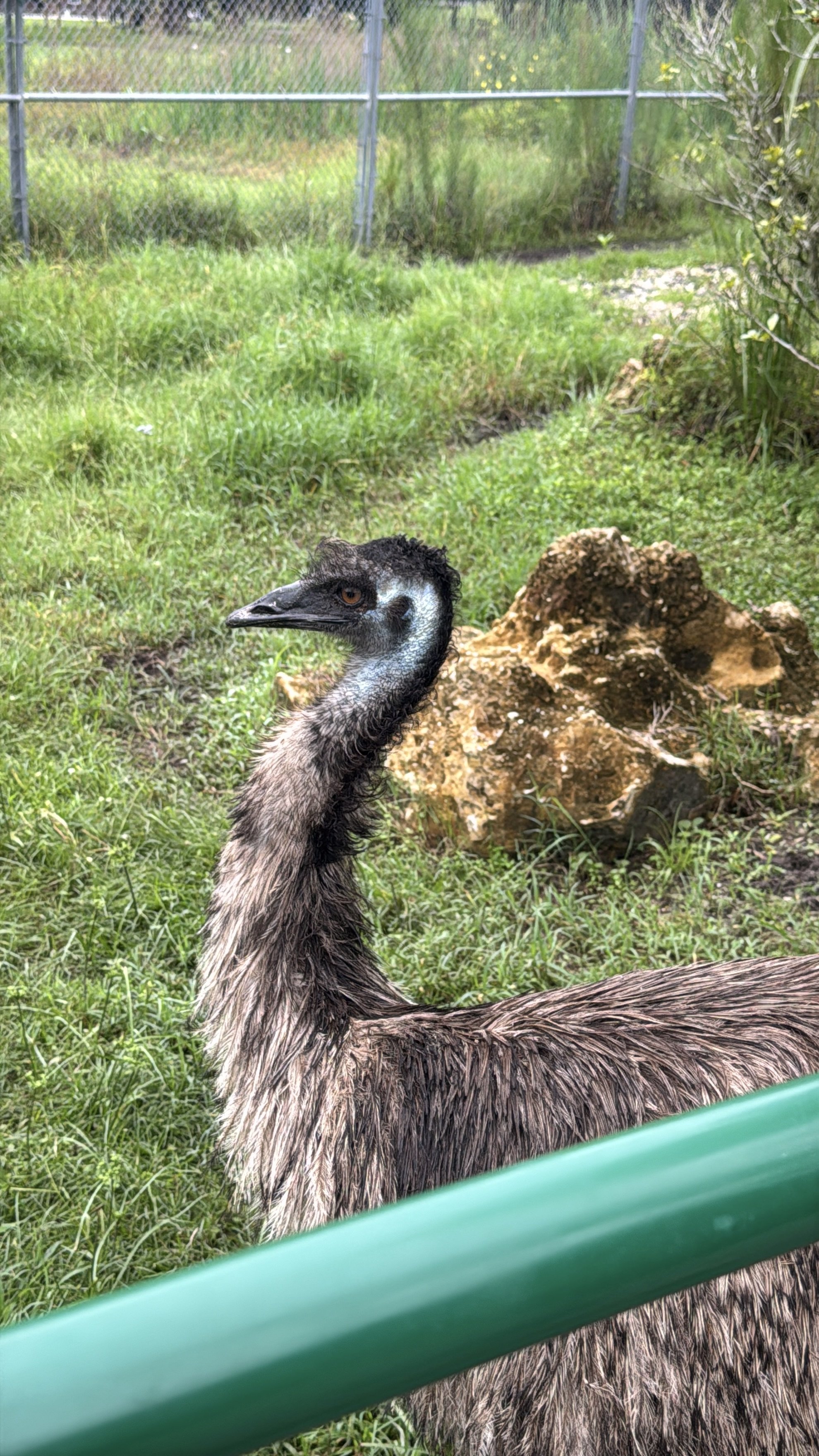 Emu standing in grassy enclosure at Jungle Dora’s animal park in Florida.