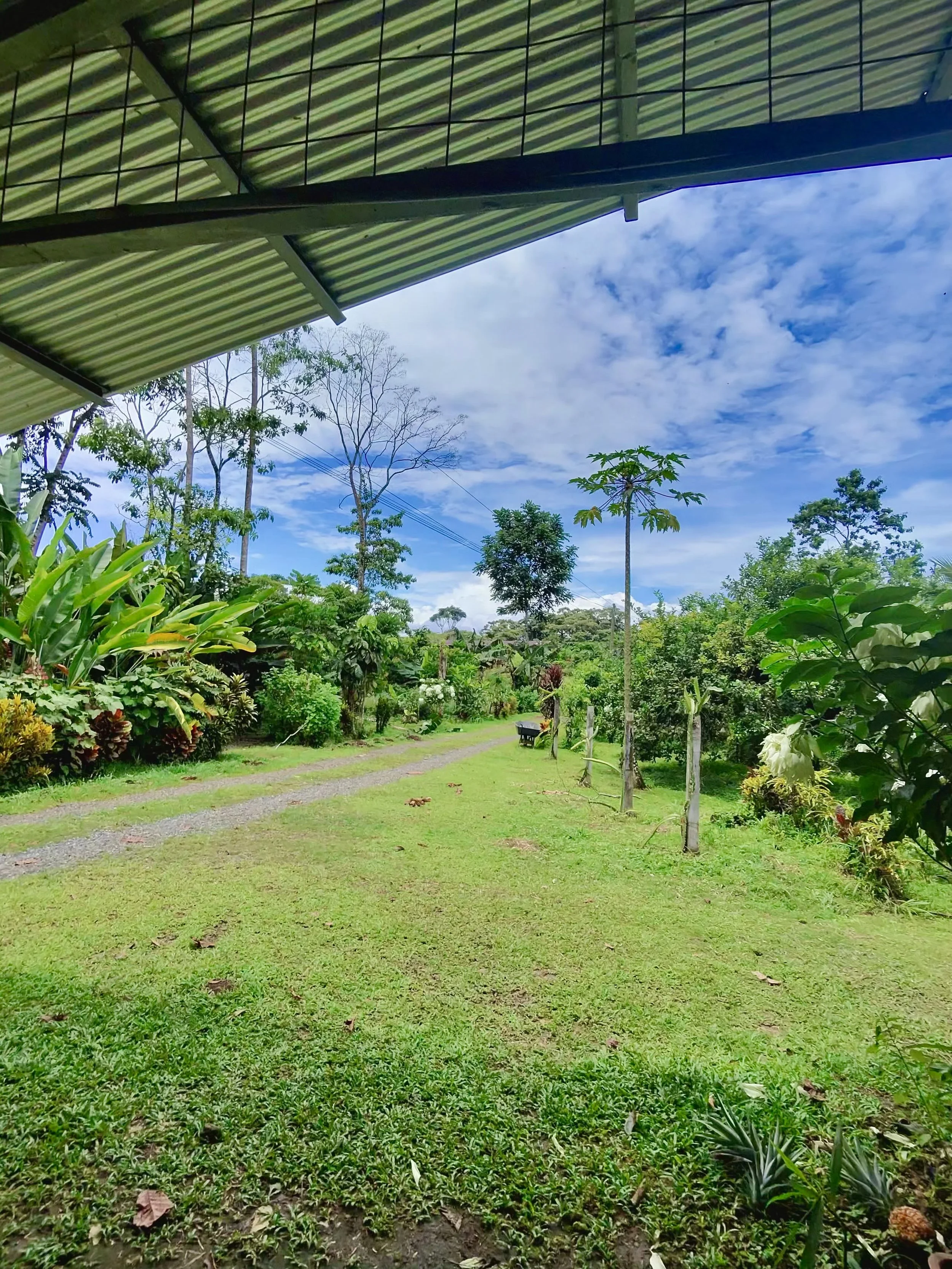 Lush green farm landscape with rows of plants and mountains in the distance at Finca Sura.