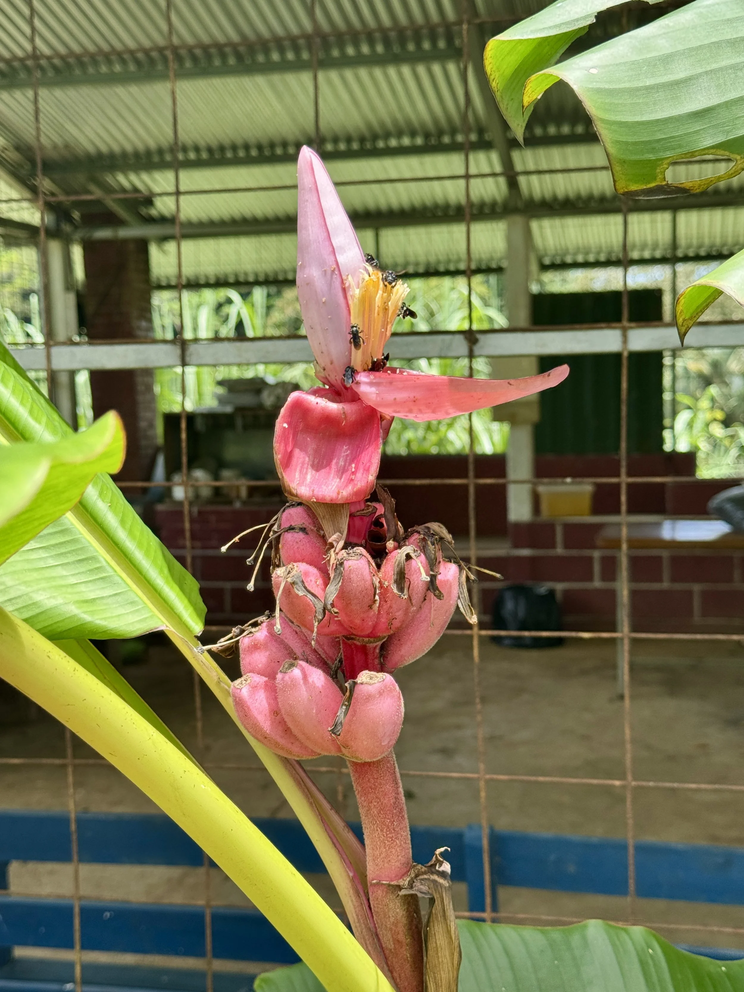 Pink tropical flower growing near a covered farm structure at Finca Sura.