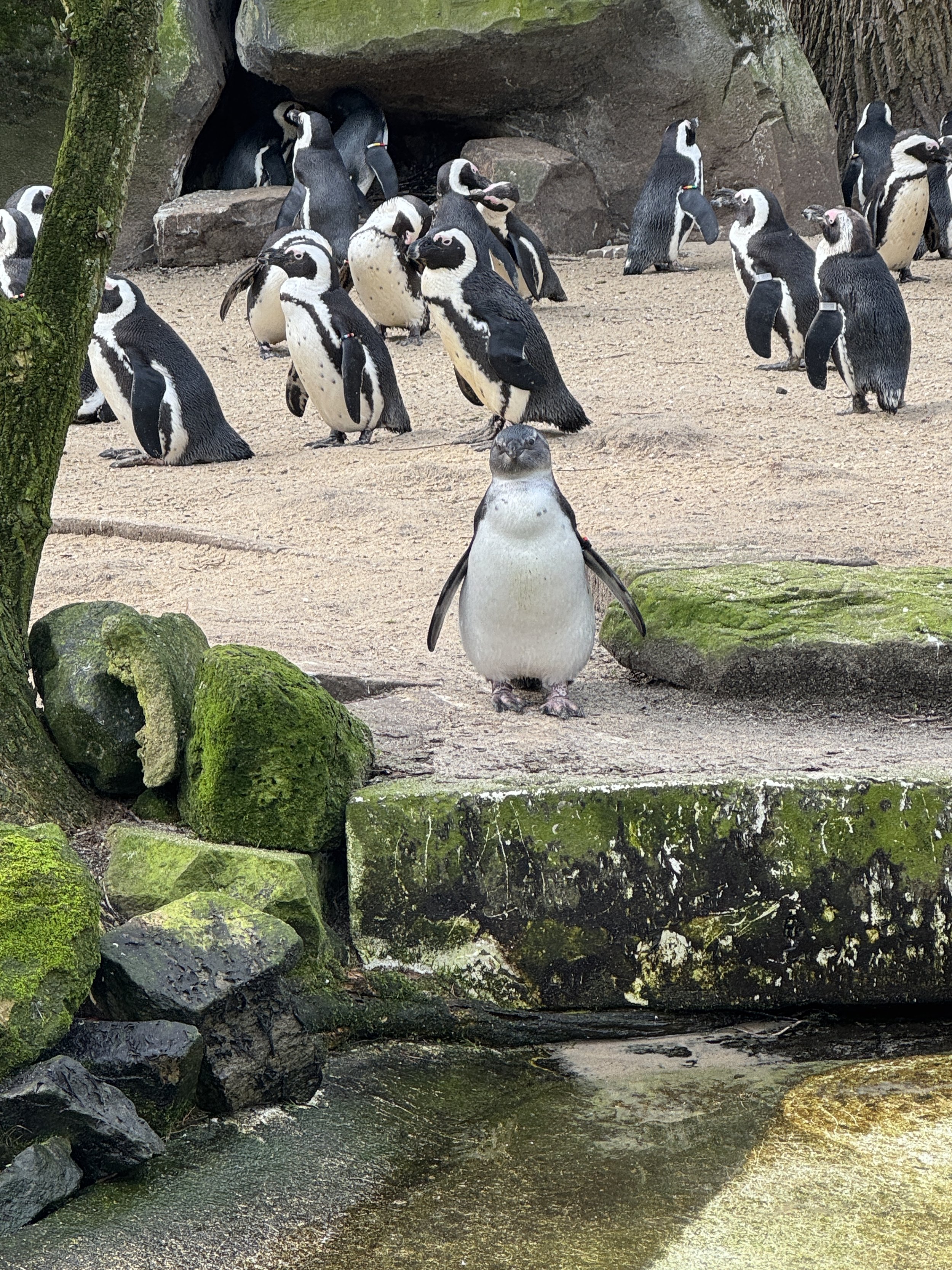 Group of penguins gathered near water at ARTIS Zoo in Amsterdam