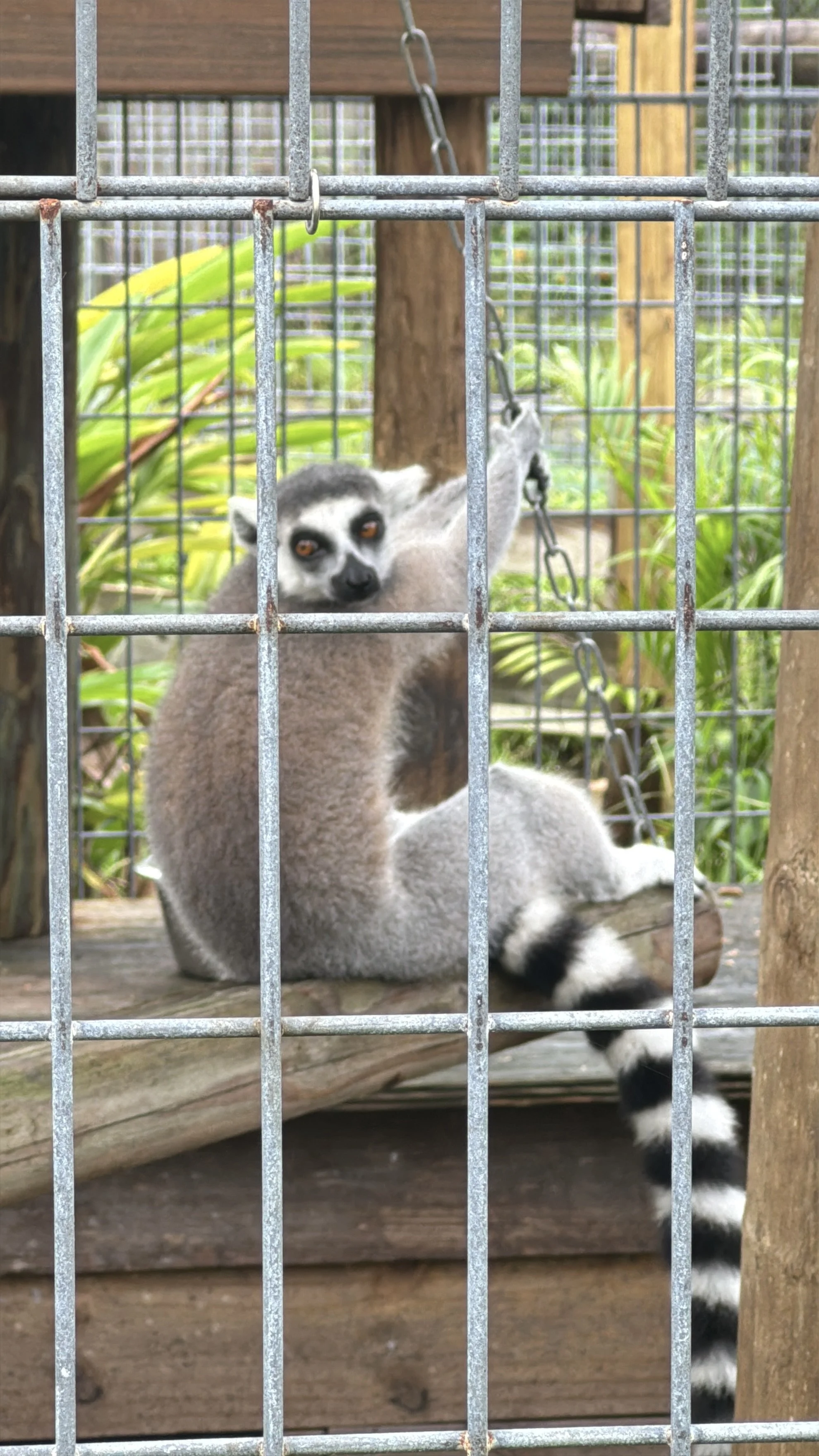 Ring-tailed lemur sitting inside a fenced enclosure at Jungle Dora’s wildlife park.