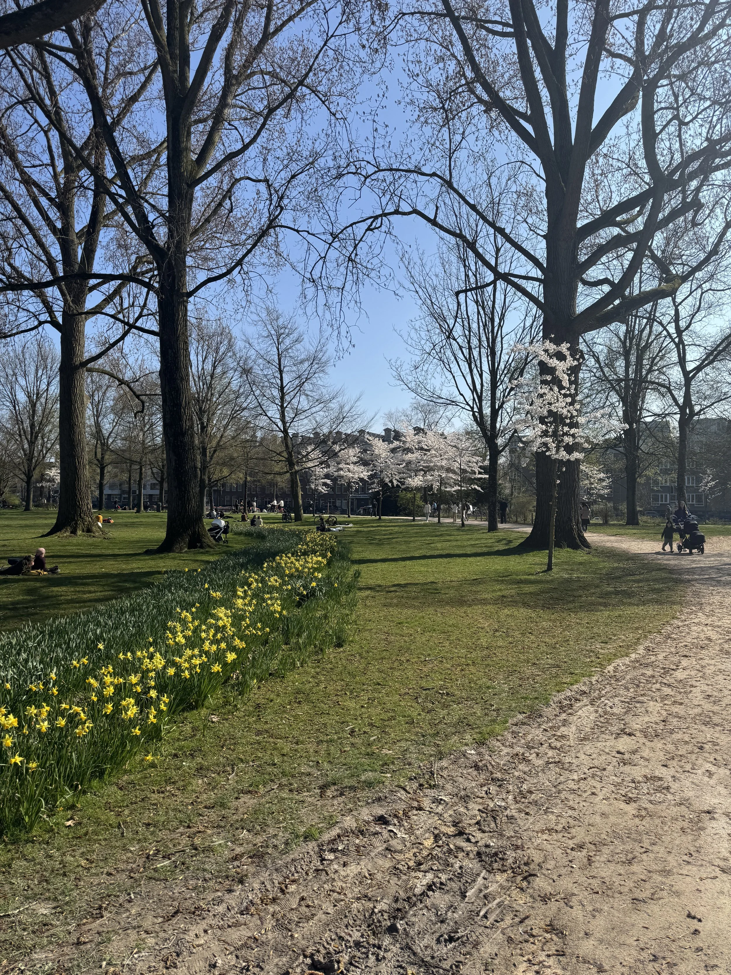 Walking path through Westerpark in Amsterdam lined with trees and spring flowers on a sunny day