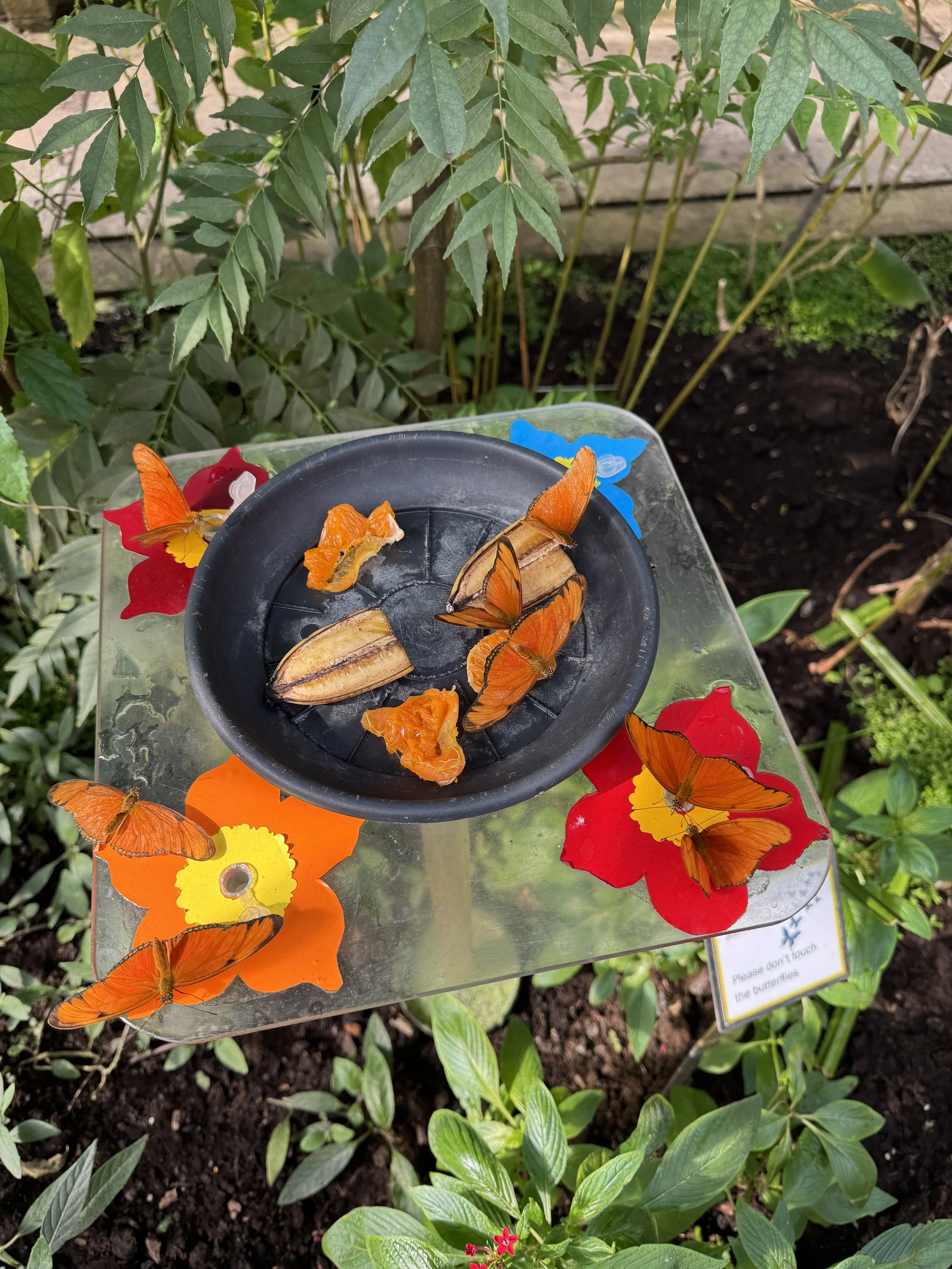 Butterflies gathered on fruit feeding station inside the butterfly house at Hortus Botanicus Amsterdam