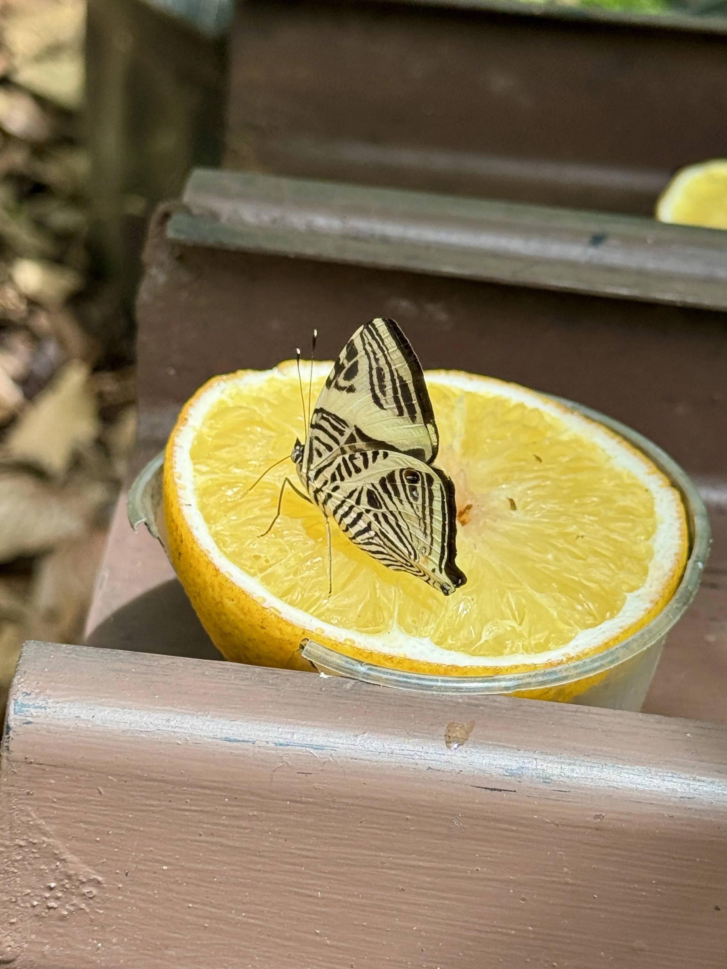 Butterfly resting on a slice of orange inside the Butterfly Oasis enclosure.