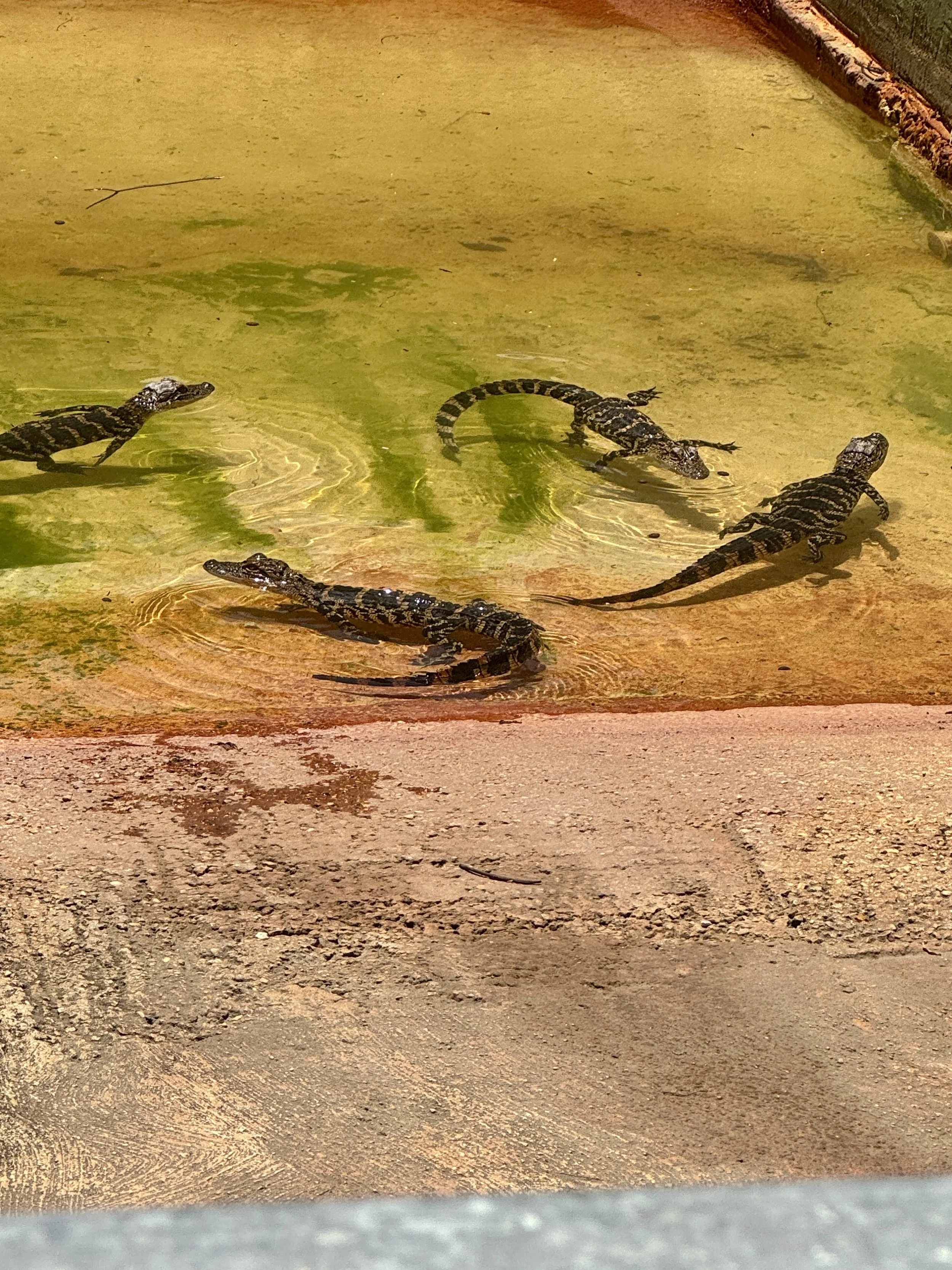 young alligators resting in shallow yellow-tinted water near the sandy edge of the enclosure