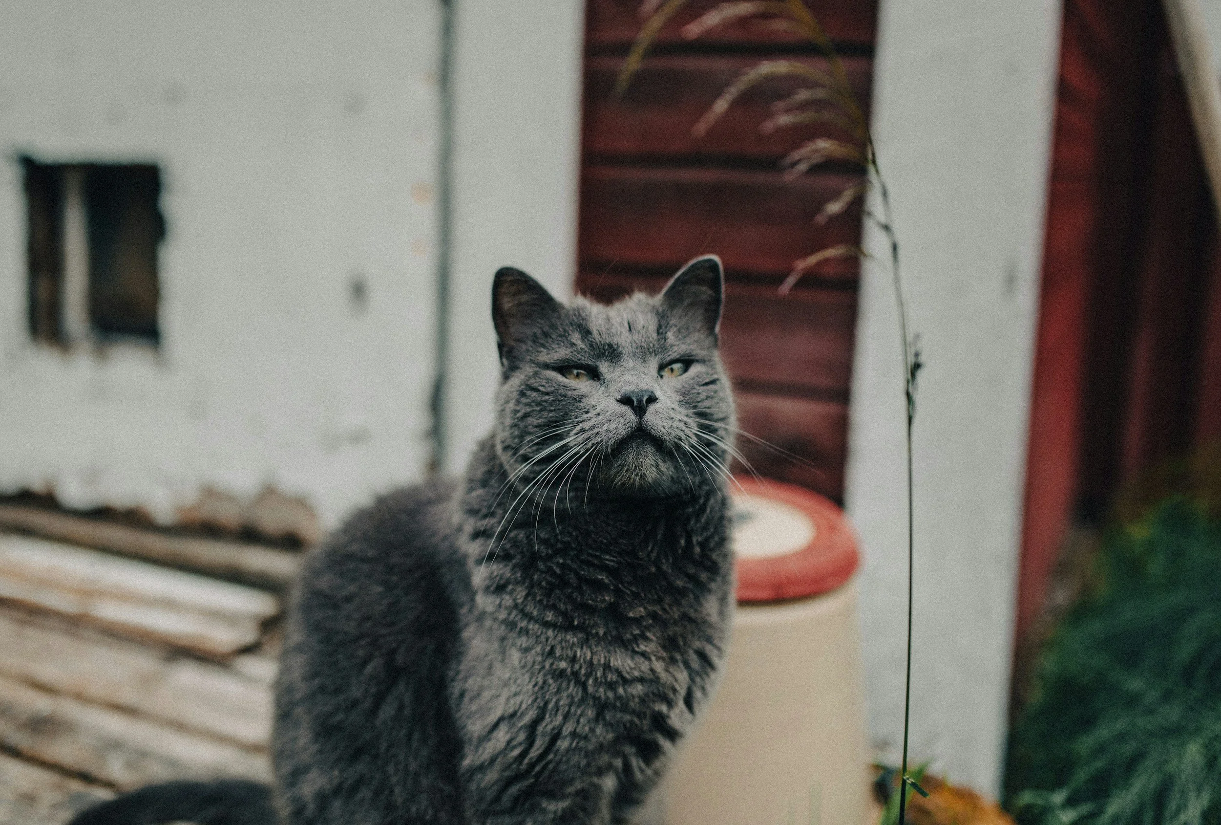 Animals in the AfterLife