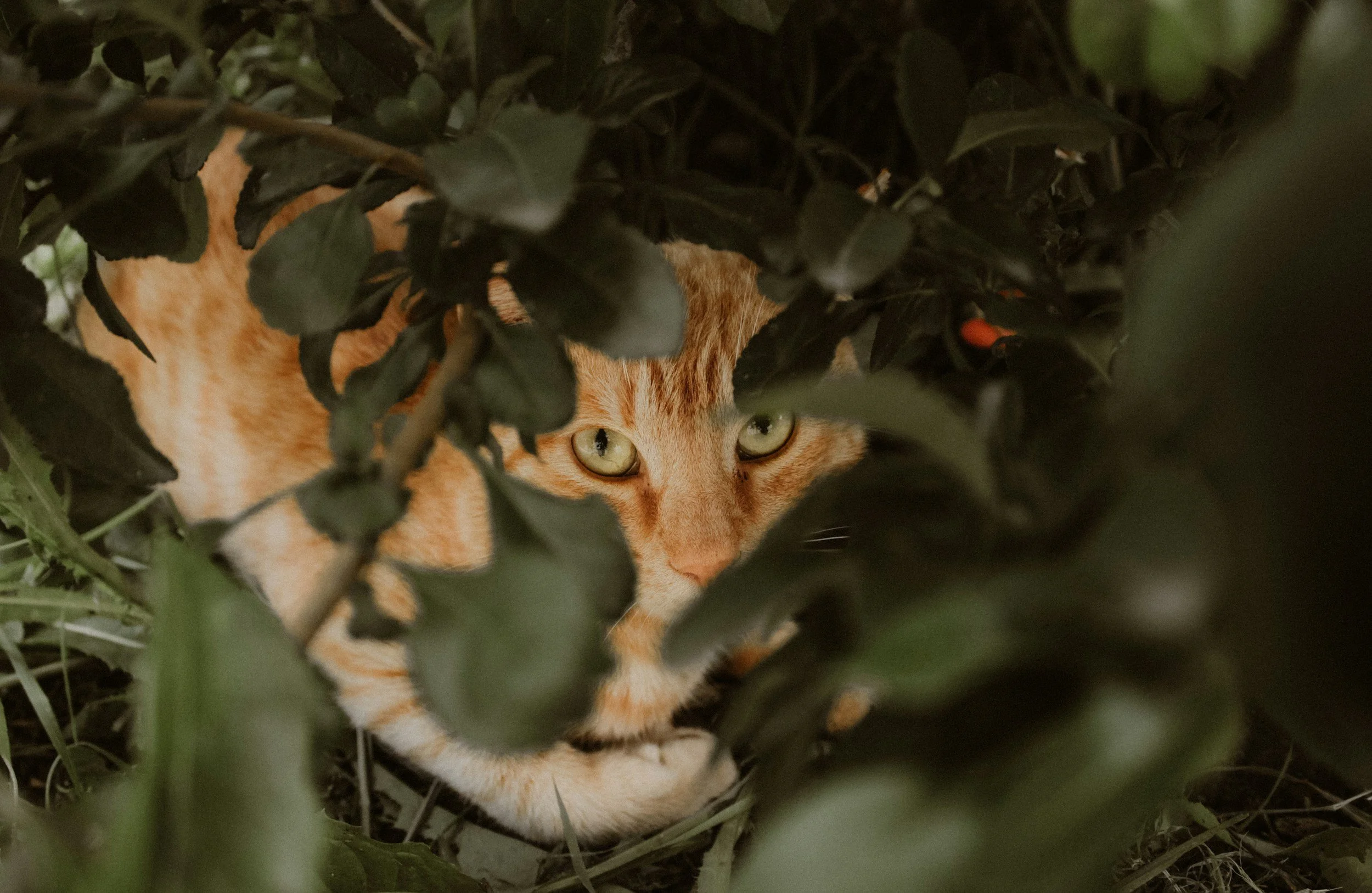 Animals who are Lost