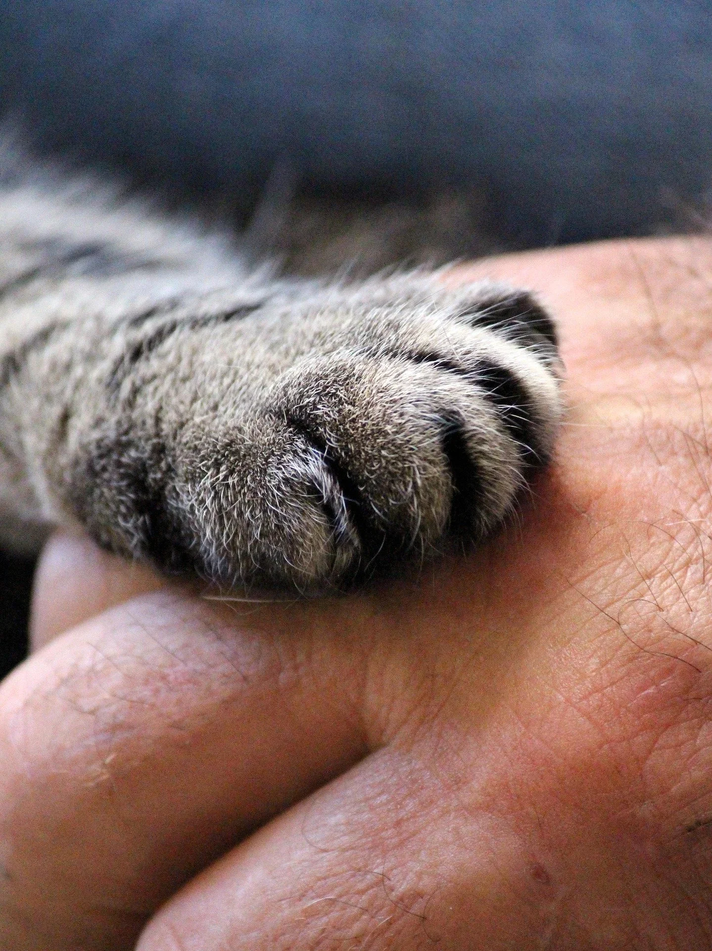 What might your animal share in Afterlife communication