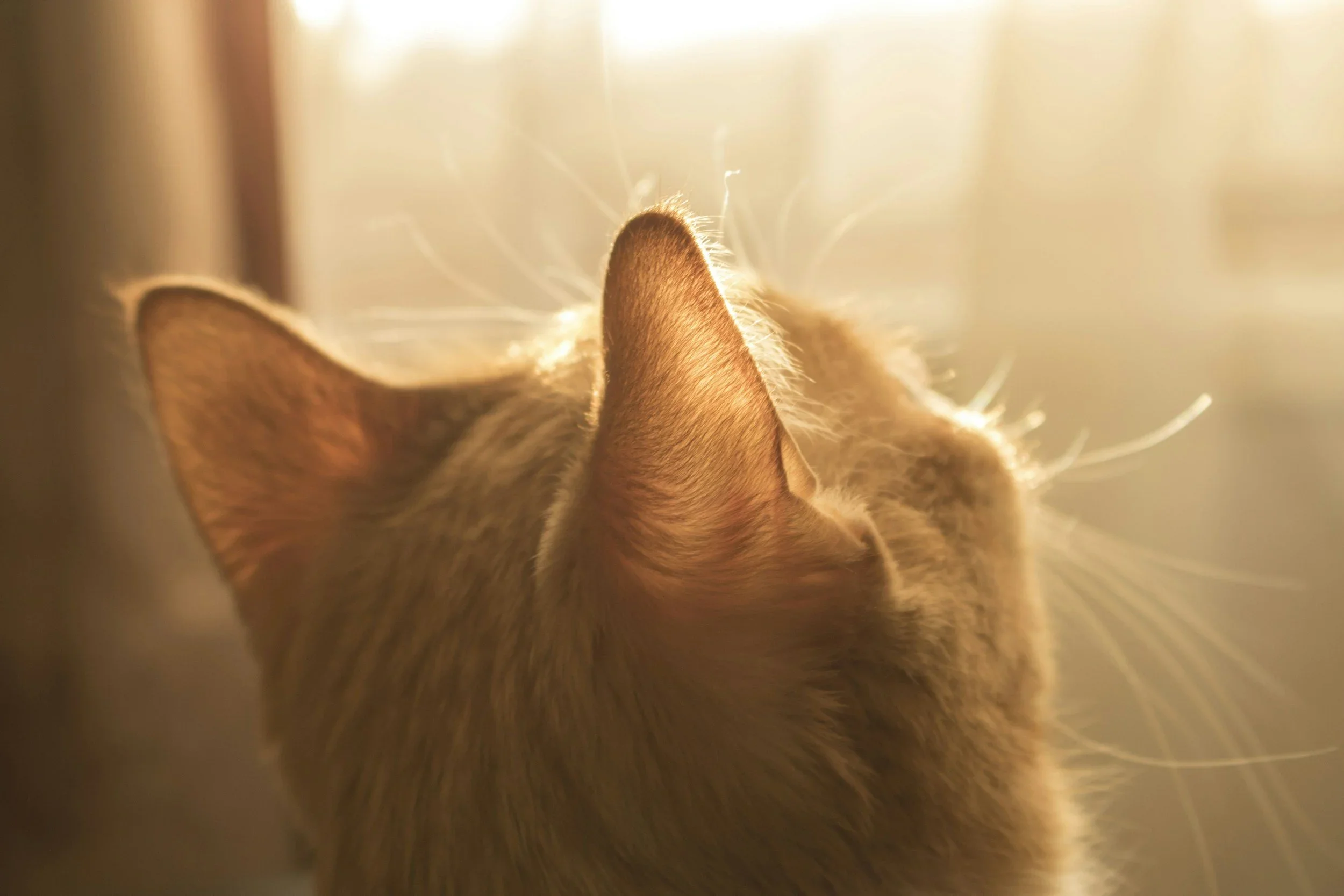 Afterlife communication for cats, dogs & horses in NZ