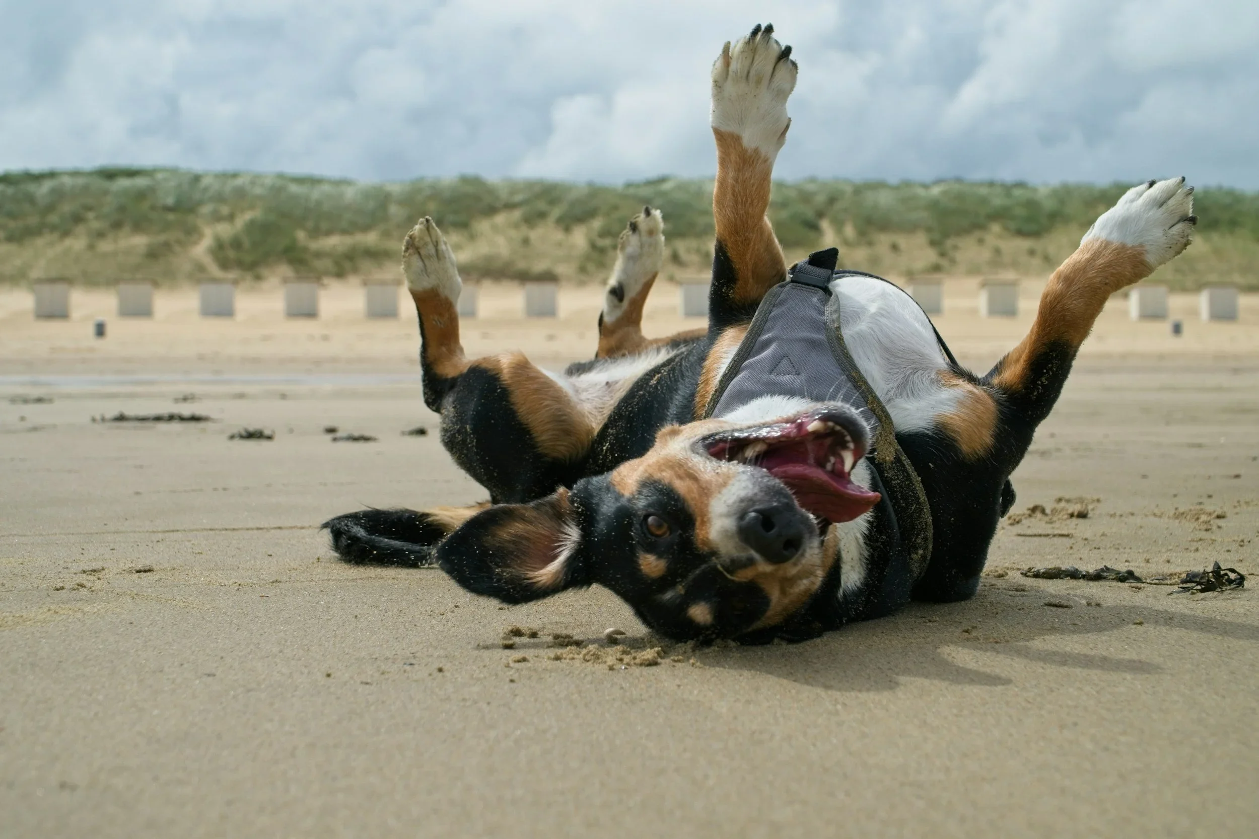 A playful dog lying on its back on the sandy beach with its paws in the air and a happy expression, with dunes and cloudy sky in the background.