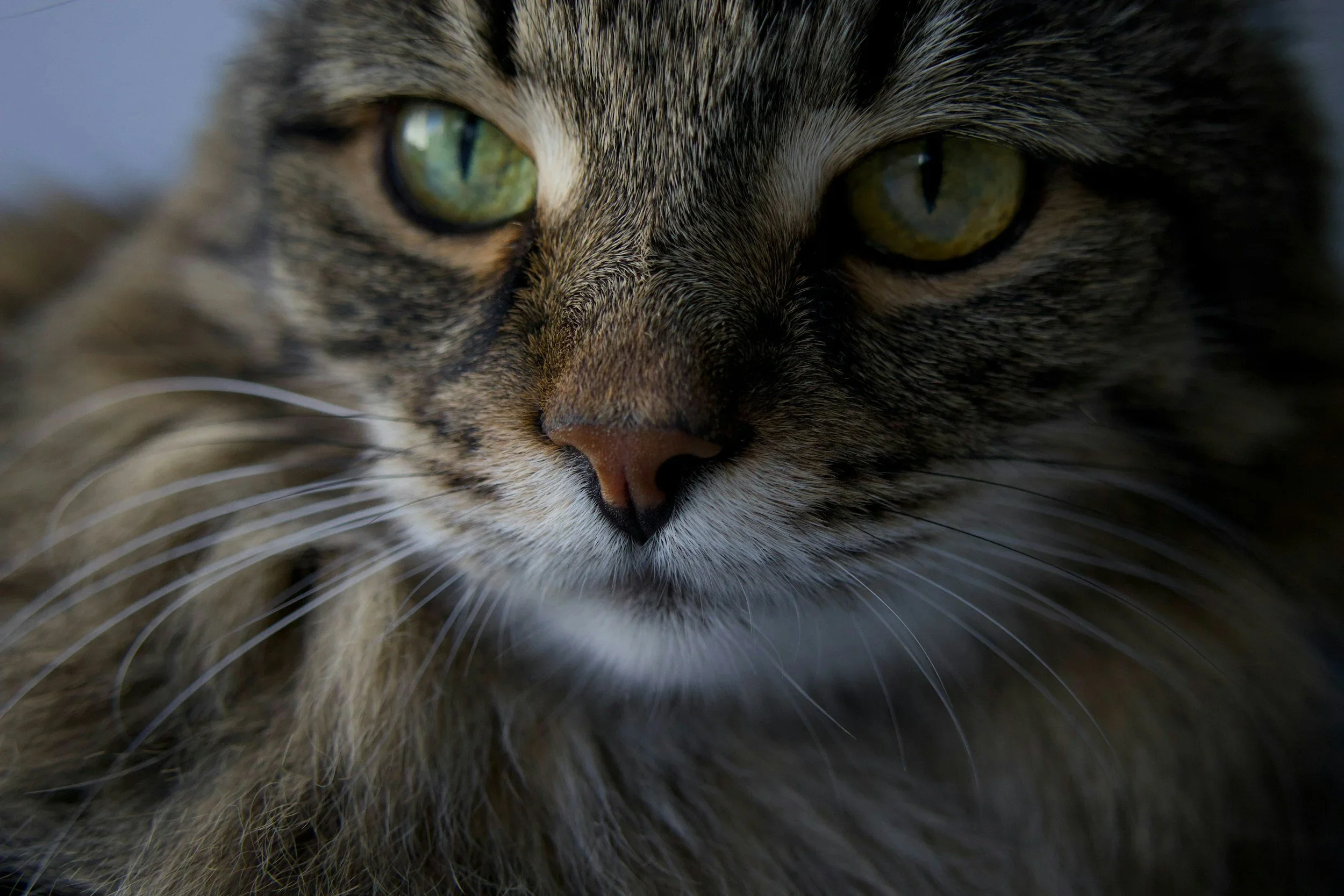 Cat receiving animal communication