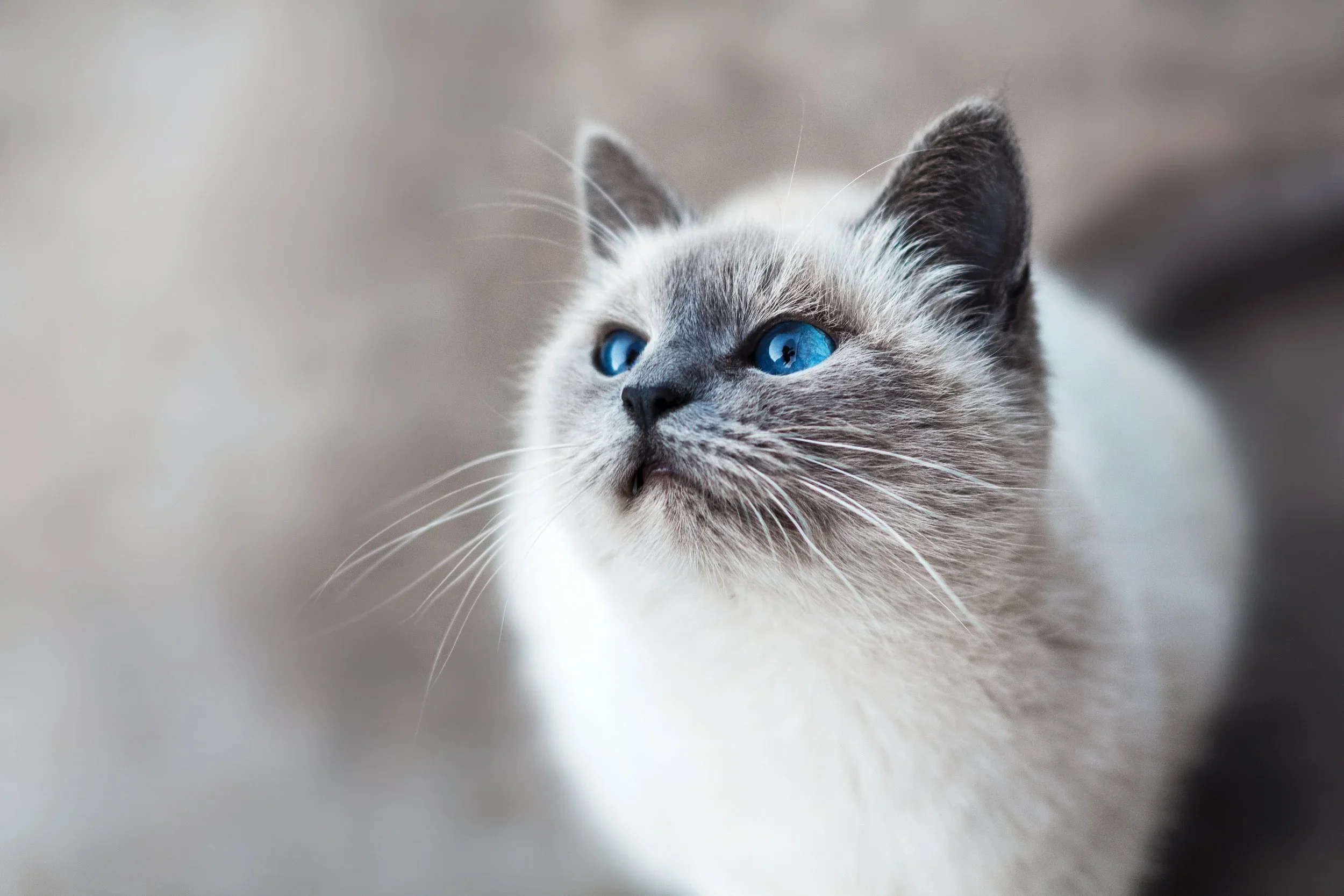 Afterlife communication with pet to help with Reassurance & Peace