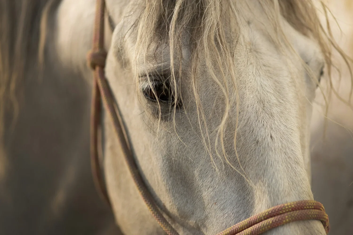 Close-up of a white horse's face, showing its eye and mane.