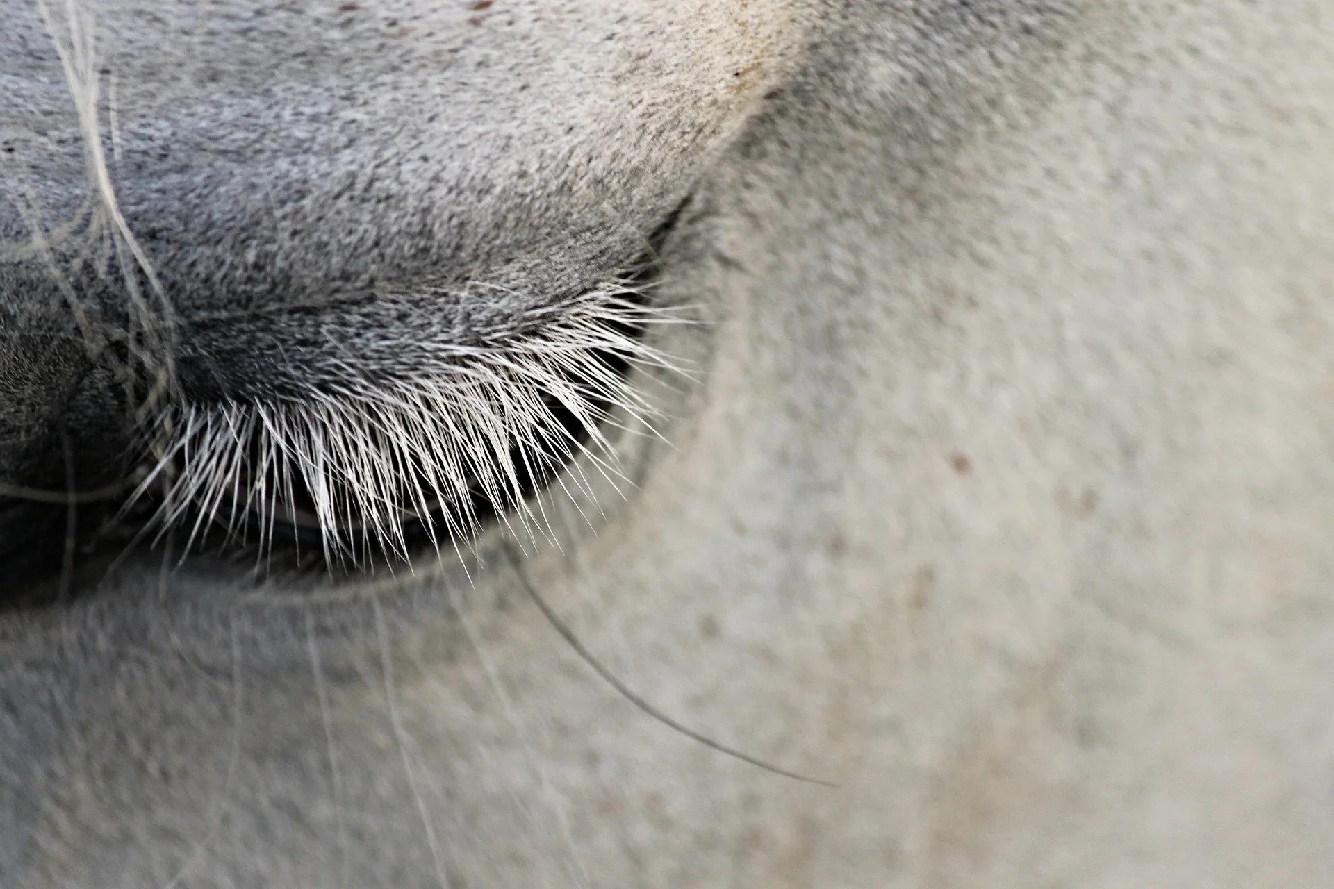Urgent afterlife communication for a pet in NZ