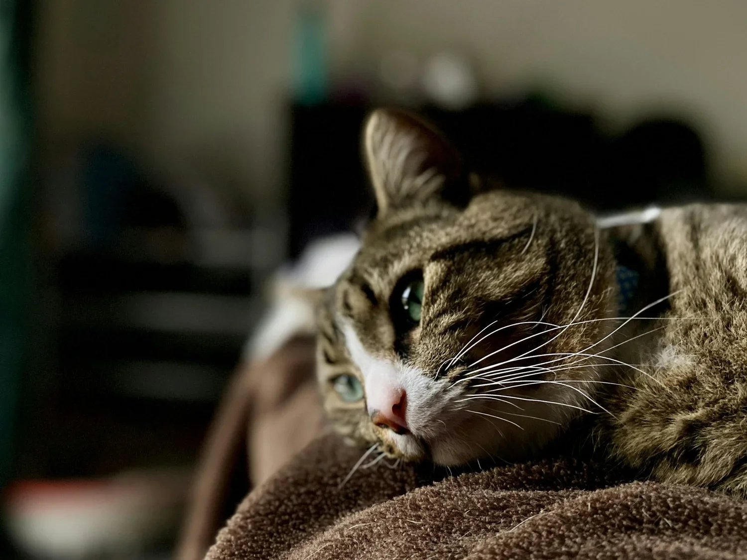 Close-up of a tabby cat resting on a brown blanket with green eyes and pink nose, looking relaxed.
