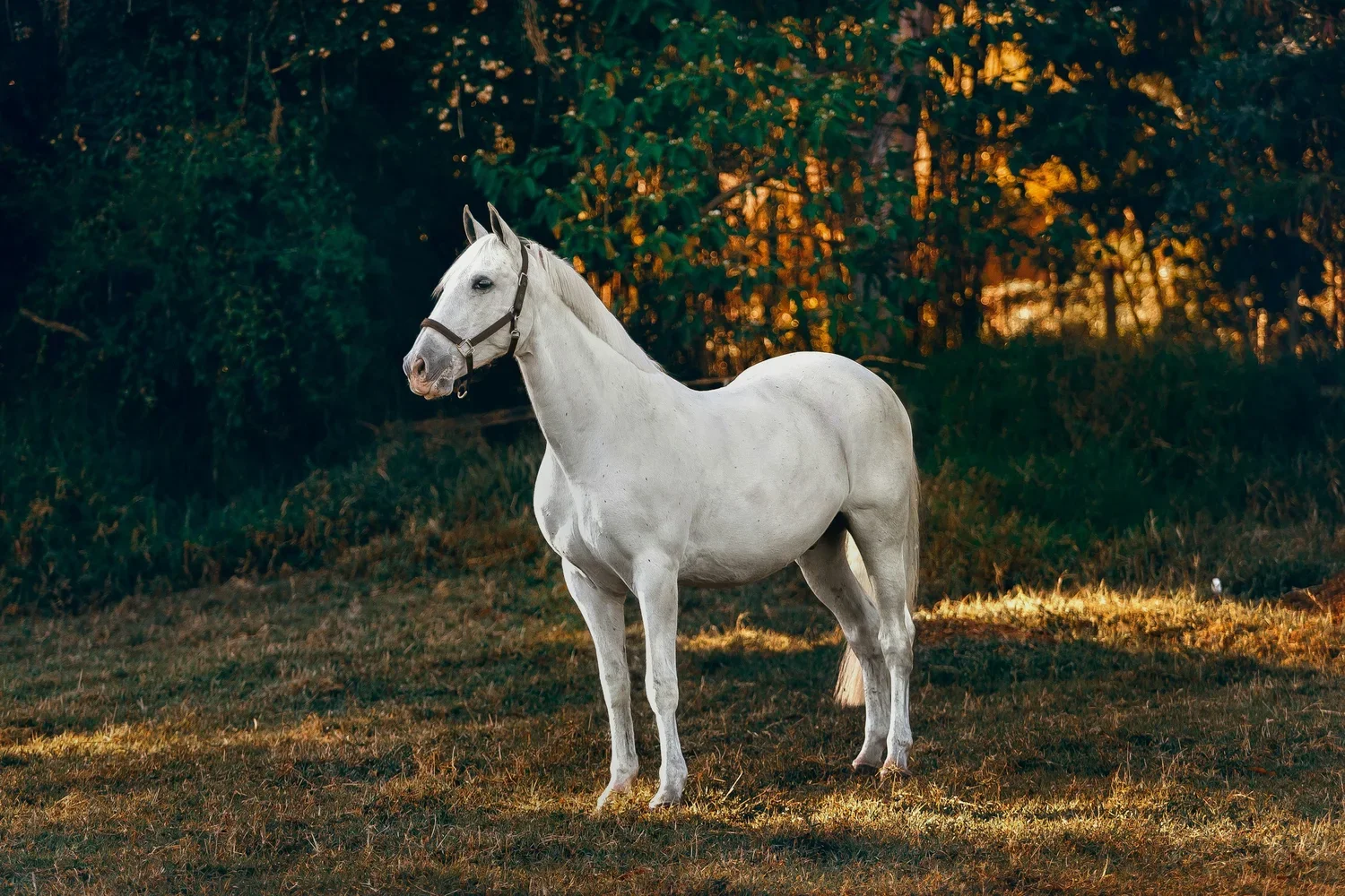 Remote Animal Communication