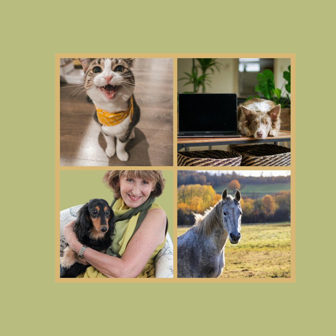 Animal Wellness Check-in Communication reading