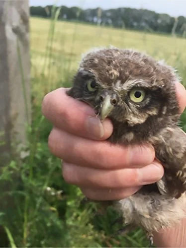 uiltje in de hand_e.jpg