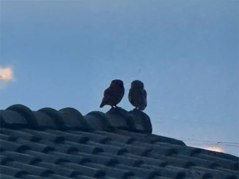 uiltjes dak ligend.jpg