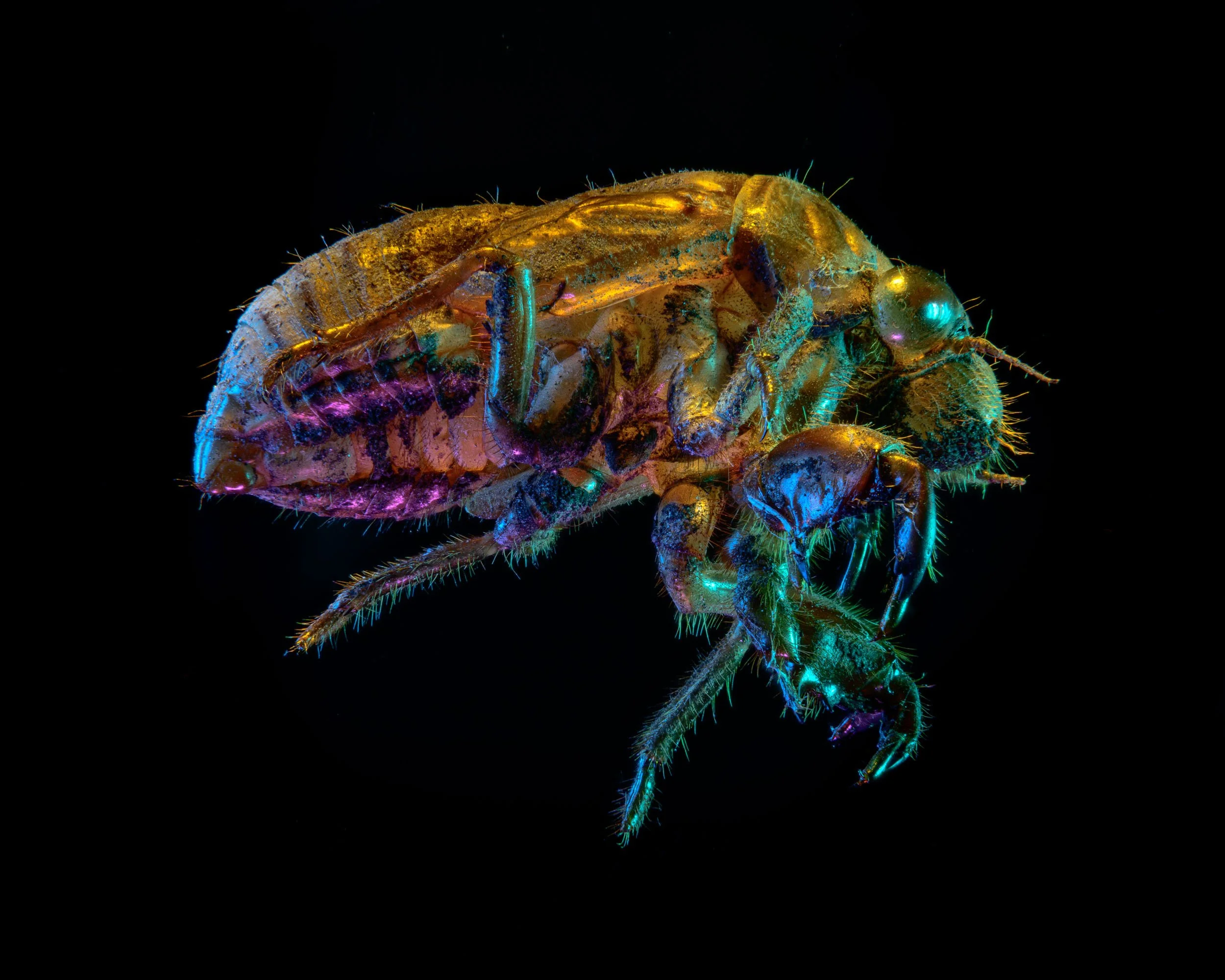 Cicada Exoskeleton_.jpeg