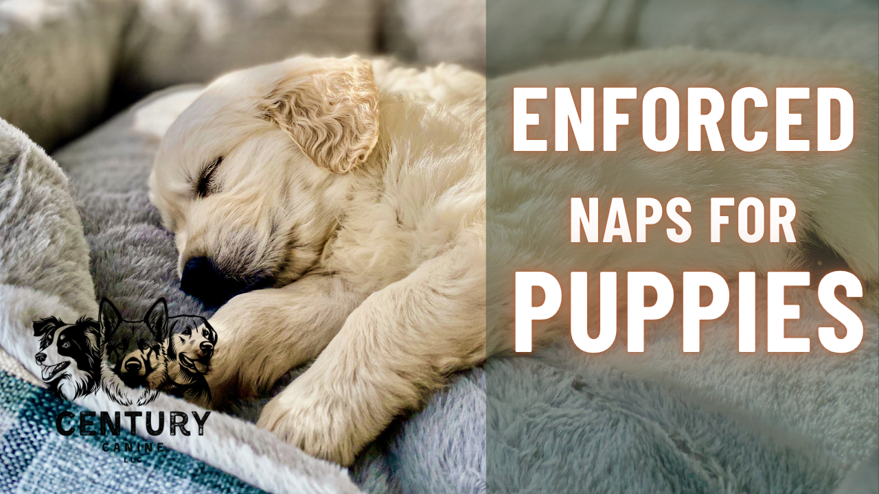 Puppy training, schedules, &amp; and enforced naps