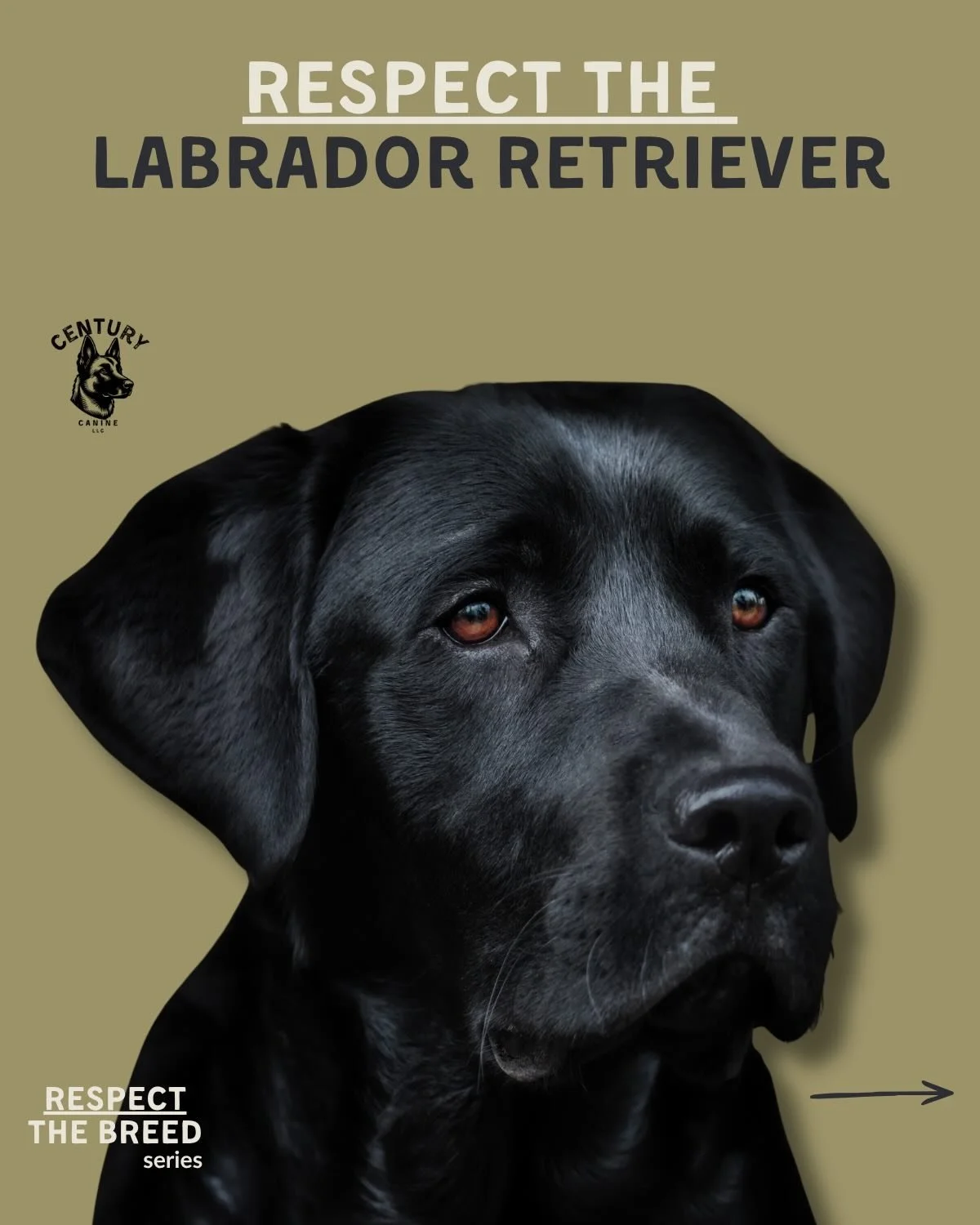 The Labrador Retriever is the 2nd most popular dog in America and somehow still one of the most under-exercised, under-stimulated, and over-babied. 

🐾 Swipe through to learn what a Lab actually needs to thrive, what they were built for, and why tha