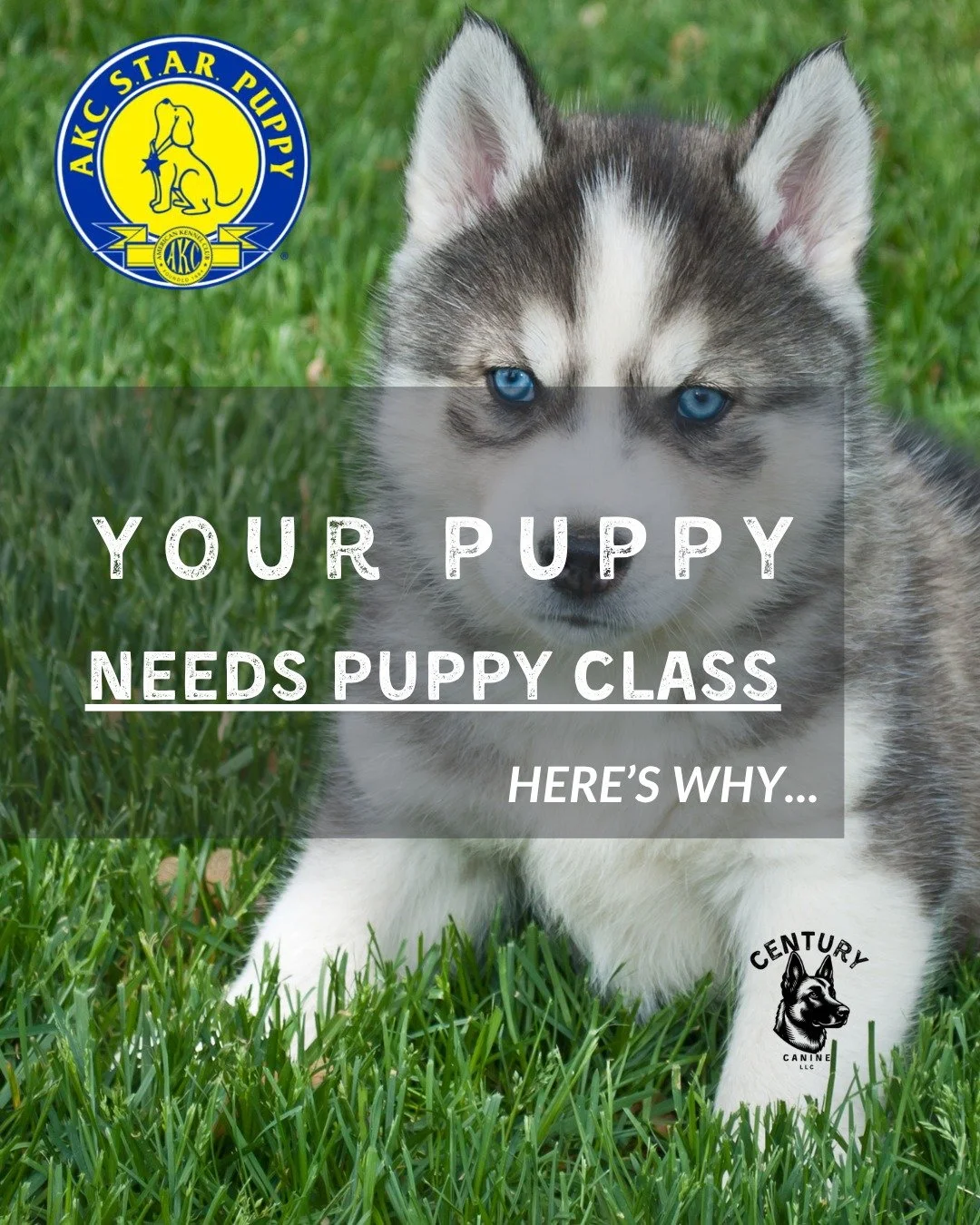 🐾 We've opened up 2 more spots 🐾
The first year of your puppy's life is so important (no pressure). The AKC designed S.T.A.R. Puppy to get your dog the right foundations and lead into the Canine Good Citizen certification!

We've had tons of intere