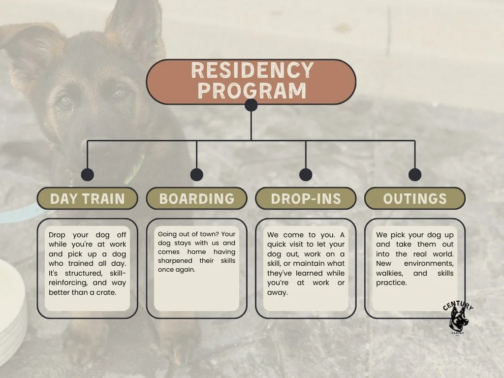 Board and train is not one-and-done thing.
It can be, but it doesn't have to be.
Our residency programs are the starting point. Once your dog has that foundation, everything else we offer is built to maintain it. Day training keeps them sharp while y