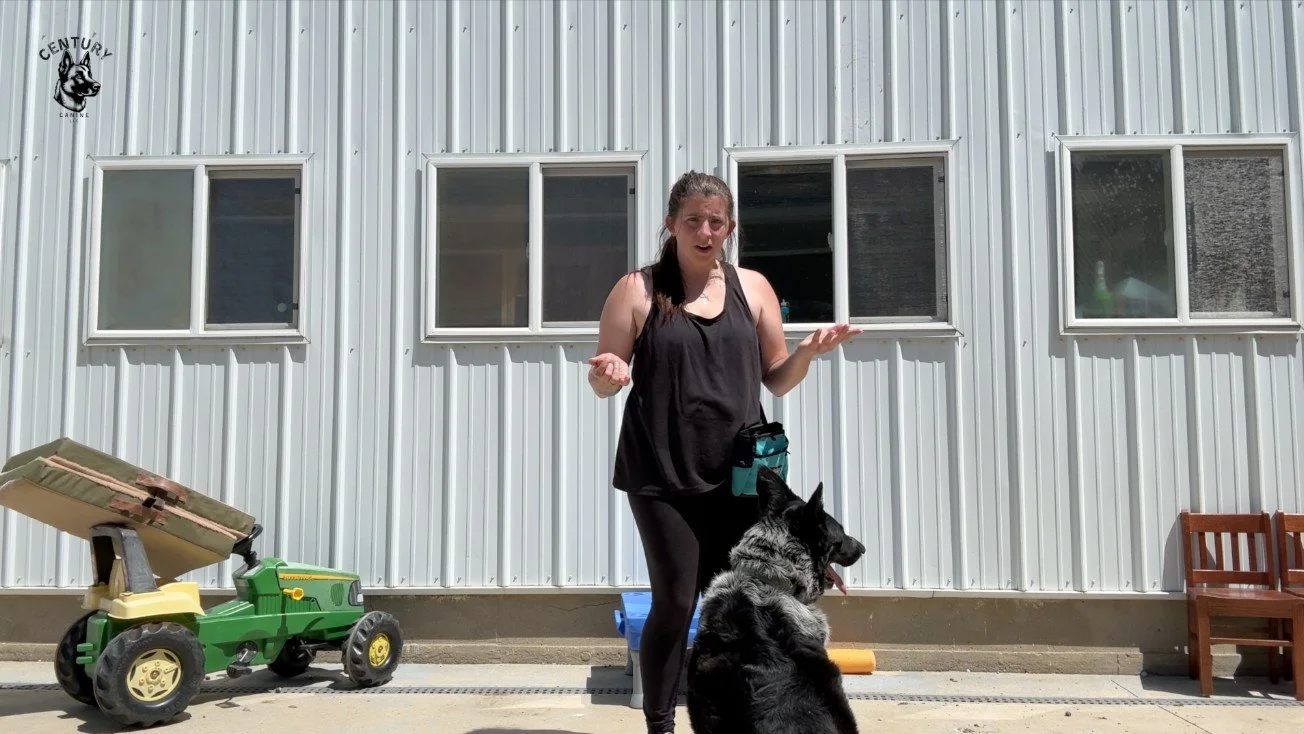 Just me filming my "go home" instructions for a board and train dog 😂

Do you want your dogs to learn the basics from a trainer and then get a full, customized course (featuring your dog) so you can maintain the results? 
We have a spot op
