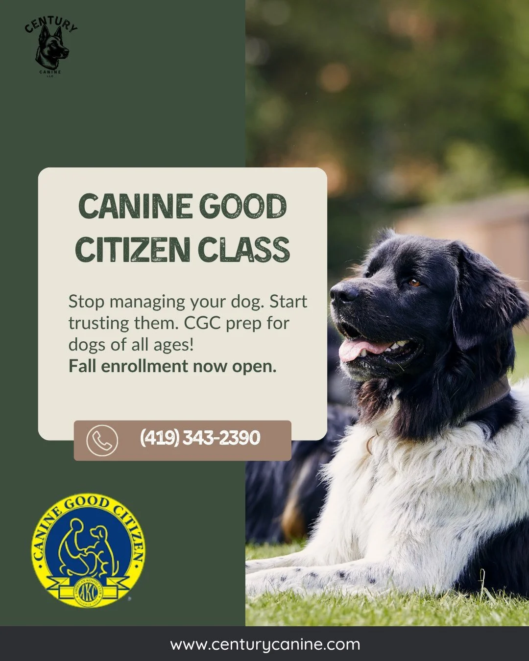 AKC Canine Good Citizen Classes
Your dog is a good citizen, they just don't know it yet. 😂
The CGC class covers the 10 skills required to earn the AKC Canine Good Citizen title: loose leash walking, basic commands, greeting strangers, staying calm i