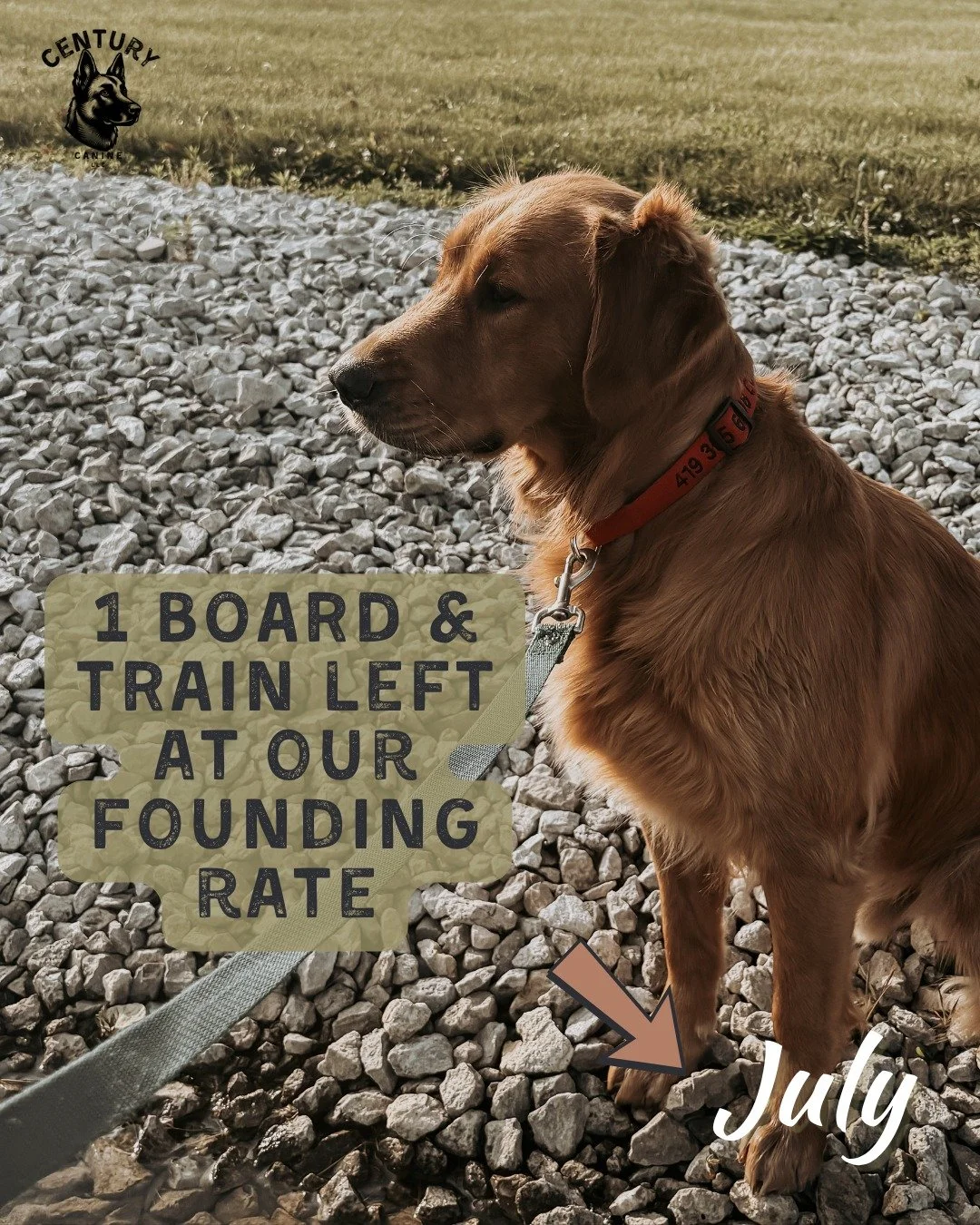 💙 ONE July board &amp; train spot just opened up. 💙 If training foundations for your dog has been on your mind, this is it. 
Text me at (419) 343-2390 or fill out the application linked on this page:
https://www.centurycanine.com/board-and-train